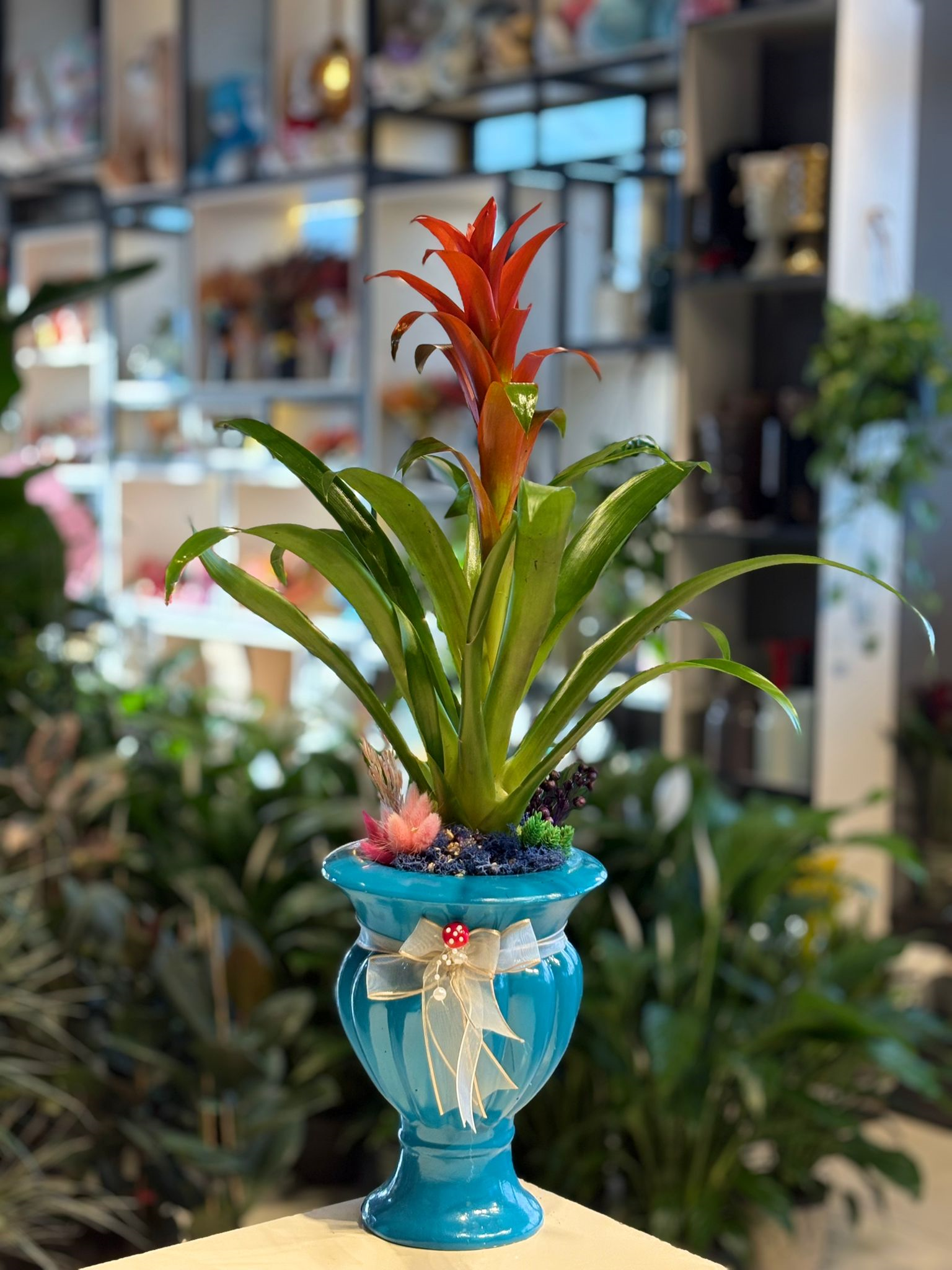 Mavi Kupa Seramik İthal Kırmızı Guzmania