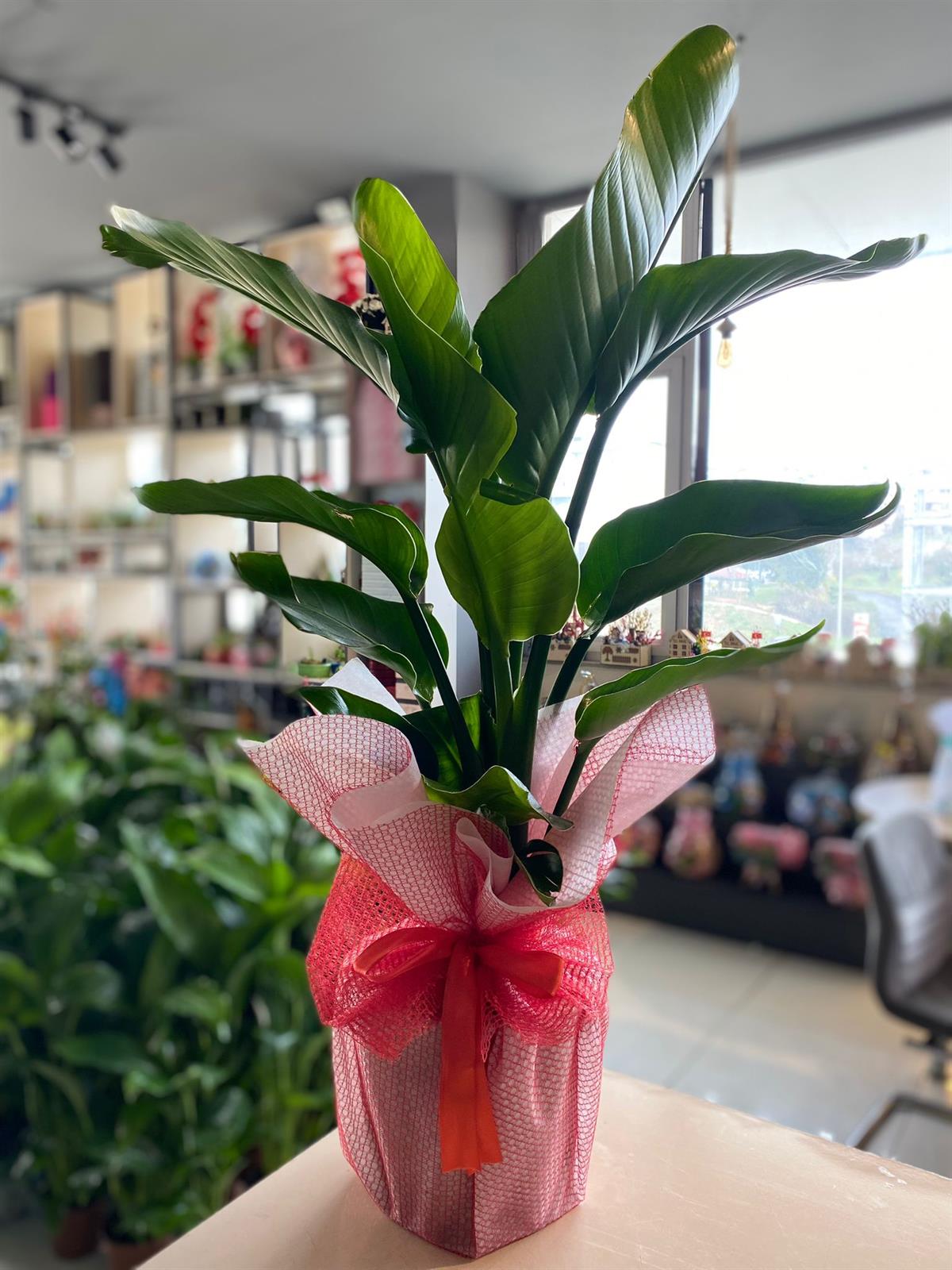 Starliçe 90 Cm