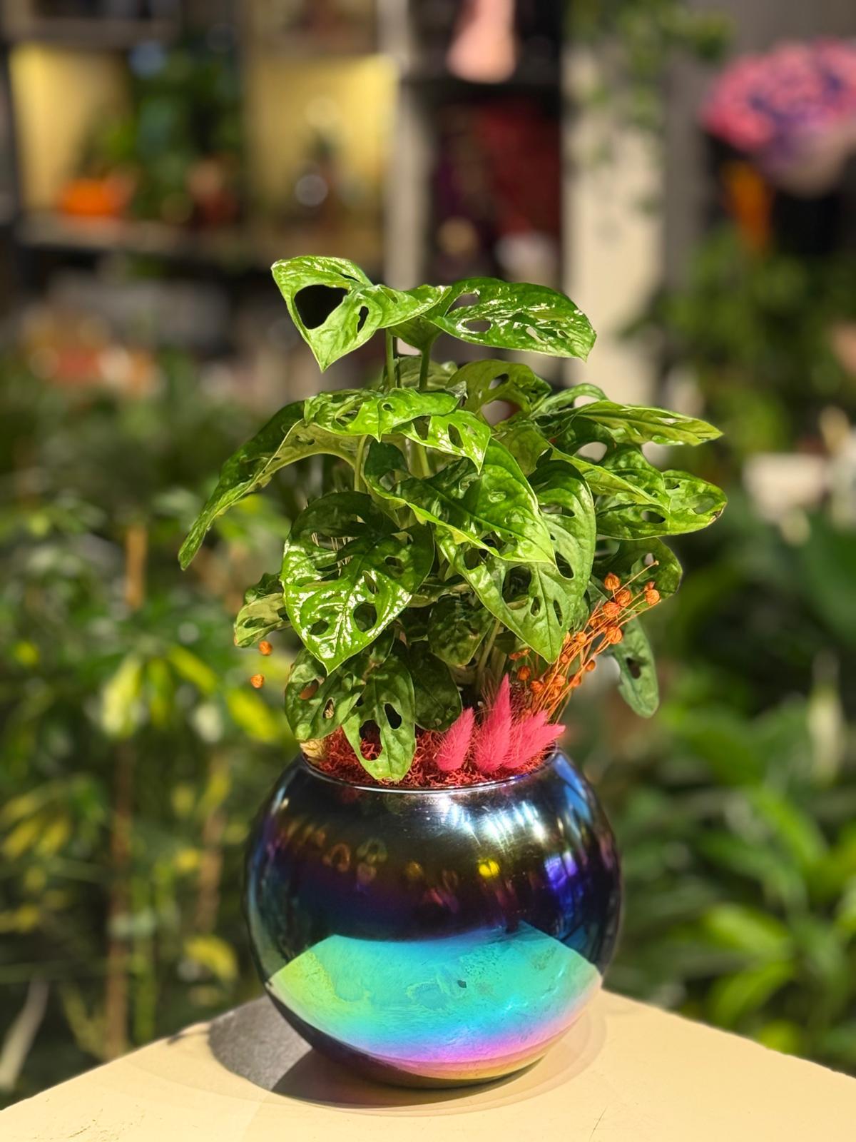 Yuvarlak Cam İçerisinde Monstera 