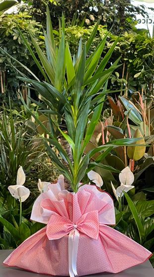 2'Lİ Yucca Çiçeği 120 Cm.