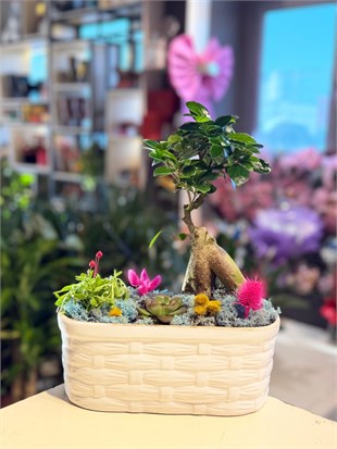 Beyaz Seramik İçerisinde Bonsai Sukulent Pembe Kuru Çiçek
