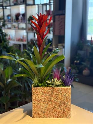 Büyük Dikdörtgen Seramik İçerisinde Guzmania Çiçeği