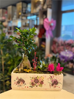 Desenli Dikdörtgen Seramik İçerisinde Bonsai Çiçeği Sukulent
