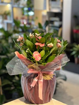 Euphorbia milii - Dikenler Tacı