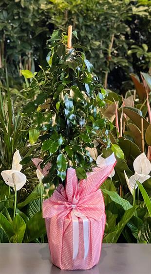Ficus Benjamin 100 Cm