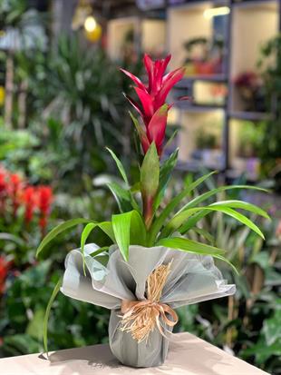 İthal Bordo Guzmania