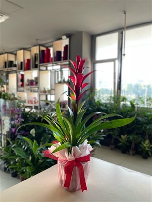 İthal Kırmızı Guzmania
