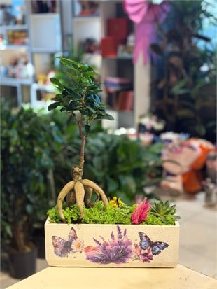 Mor Kelebek Desenli Seramik İçerisinde Bonsai Sukulent Aranjmanı