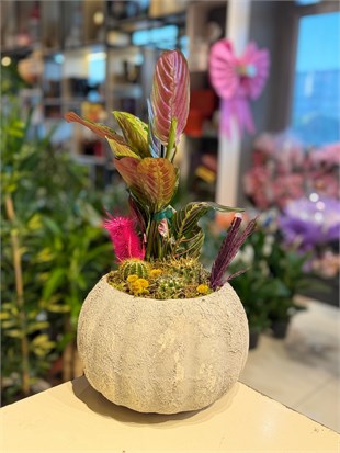 Yuvarlak Seramik İçerisinde Dua (Calathea) Çiçeği Kaktüs
