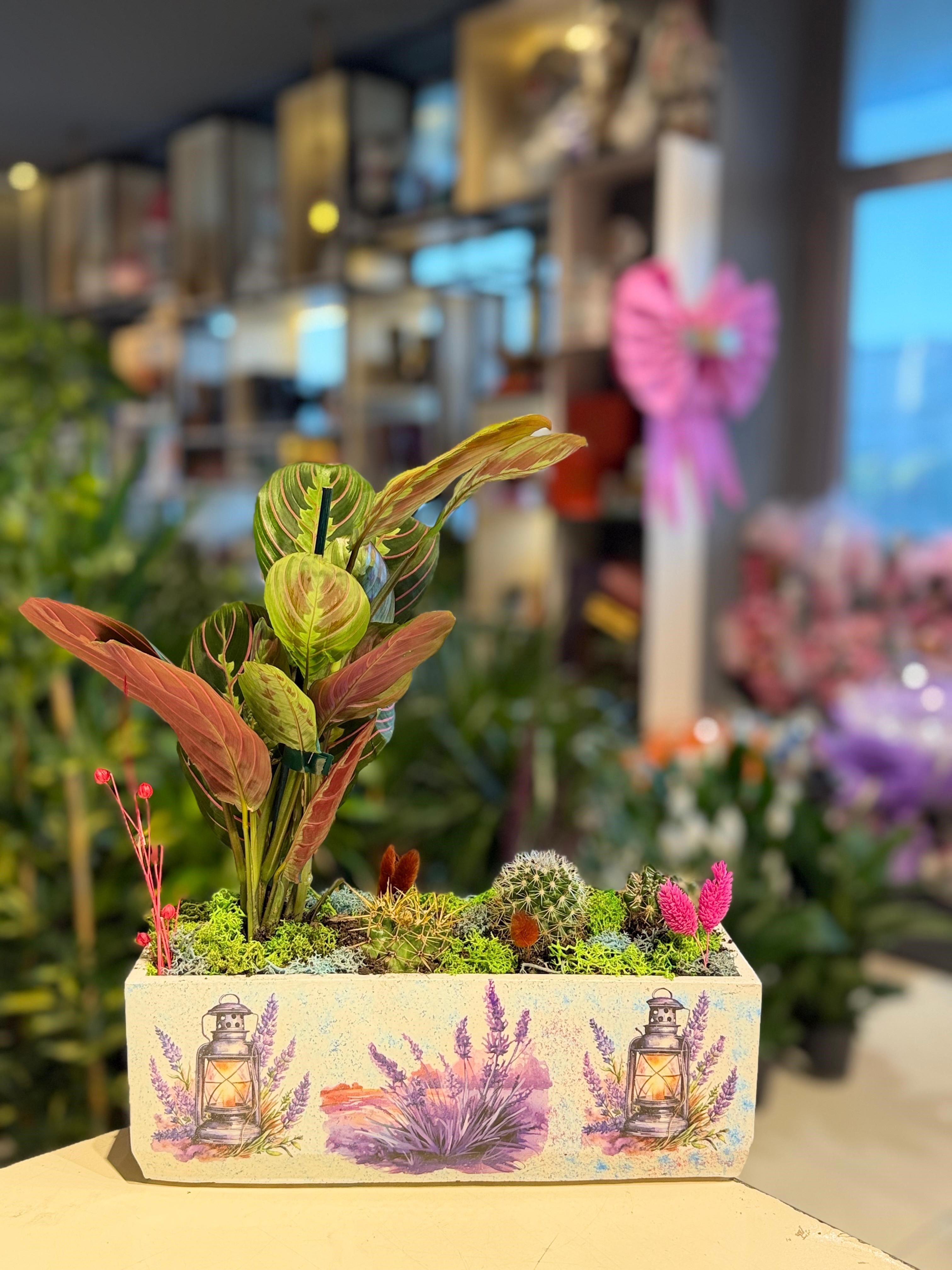  Lavanta Desenli Dikdörtgen Seramik İçerisinde Dua (Calathea) Çiçeği Kaktüs