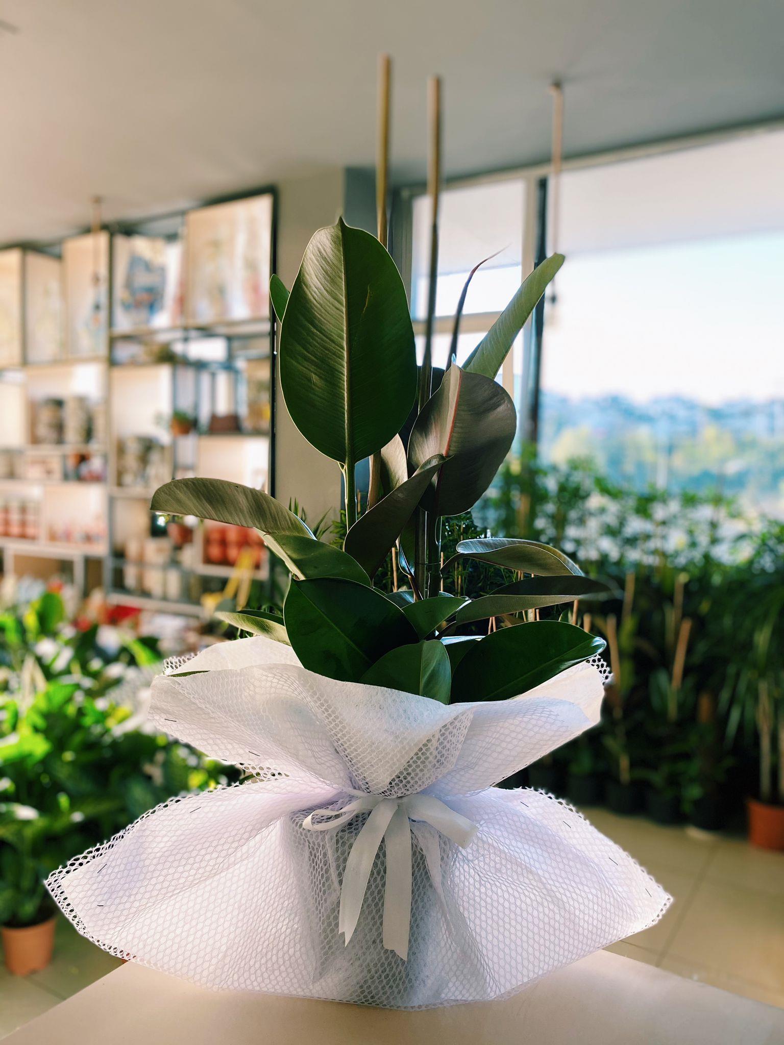 2'Li Kauçuk Çiçeği 120 Cm