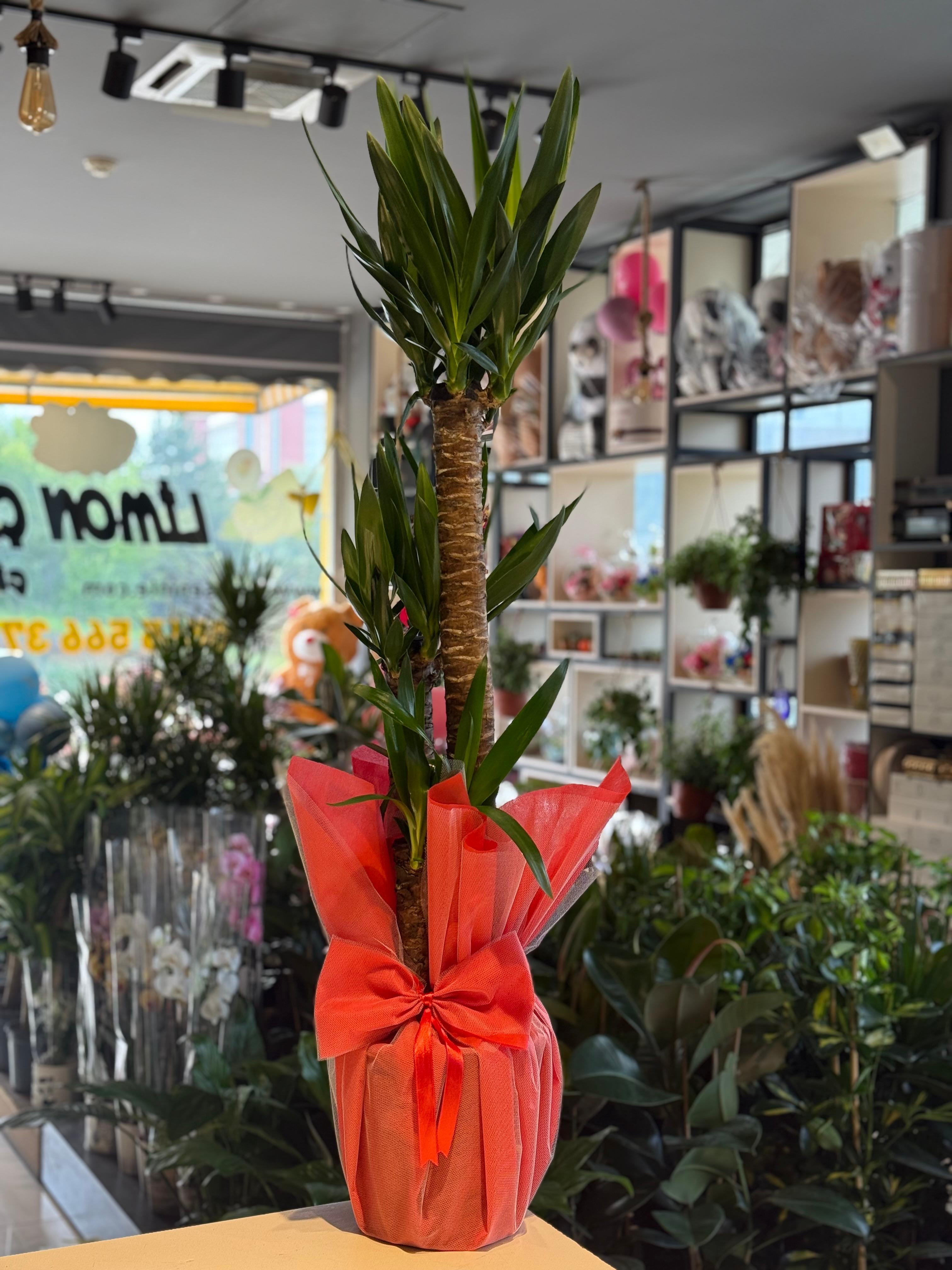 3'Lü Yucca Çiçeği 160 CmFark Yaratan Çiçeklerkastamonu çiçek, kastamonu çiçekçi, kastamonu çiçek gönder, kastamonu aynı gün çiçek, kastamonu online çiçek, kastamonu araba süsleme, kastamonu çikolata çiçek, kastamonu çiçekçi nerede, kastamonu çiçek sipariş3'Lü Yucca Çiçeği 160 Cm