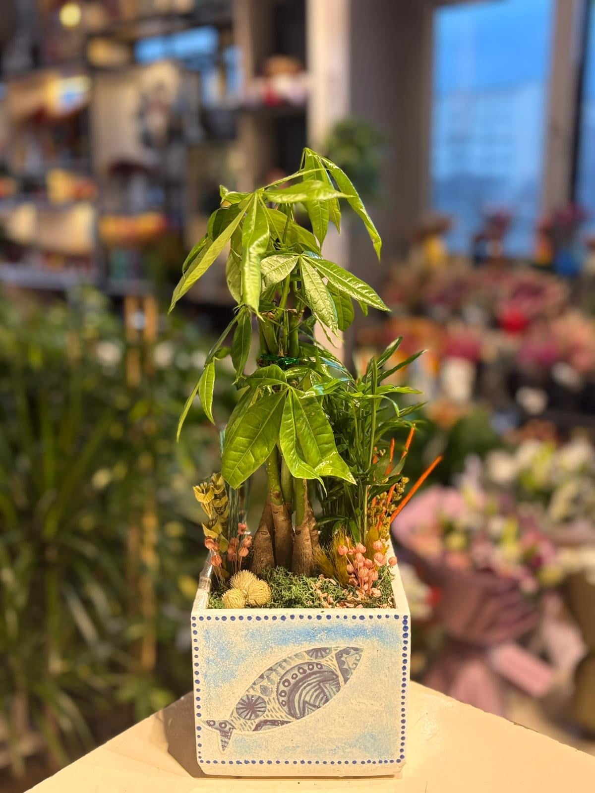 Balık Desenli Kare Seramik Para Ağacı Chamaedorea