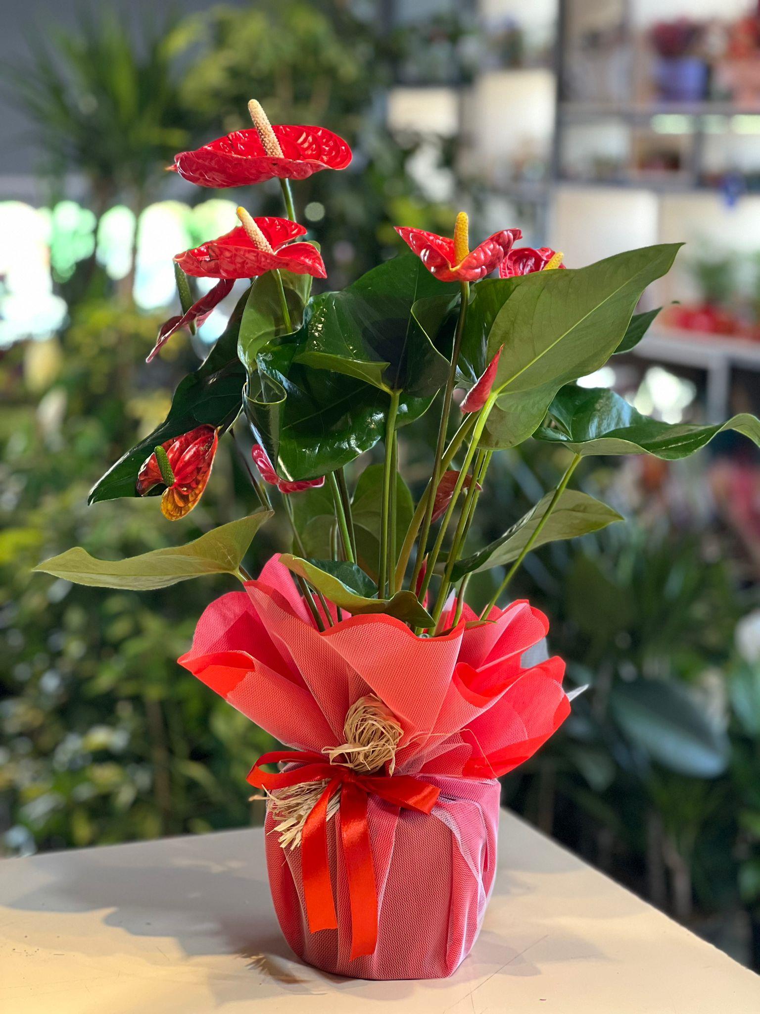 Büyük Antoryum Çiçeği