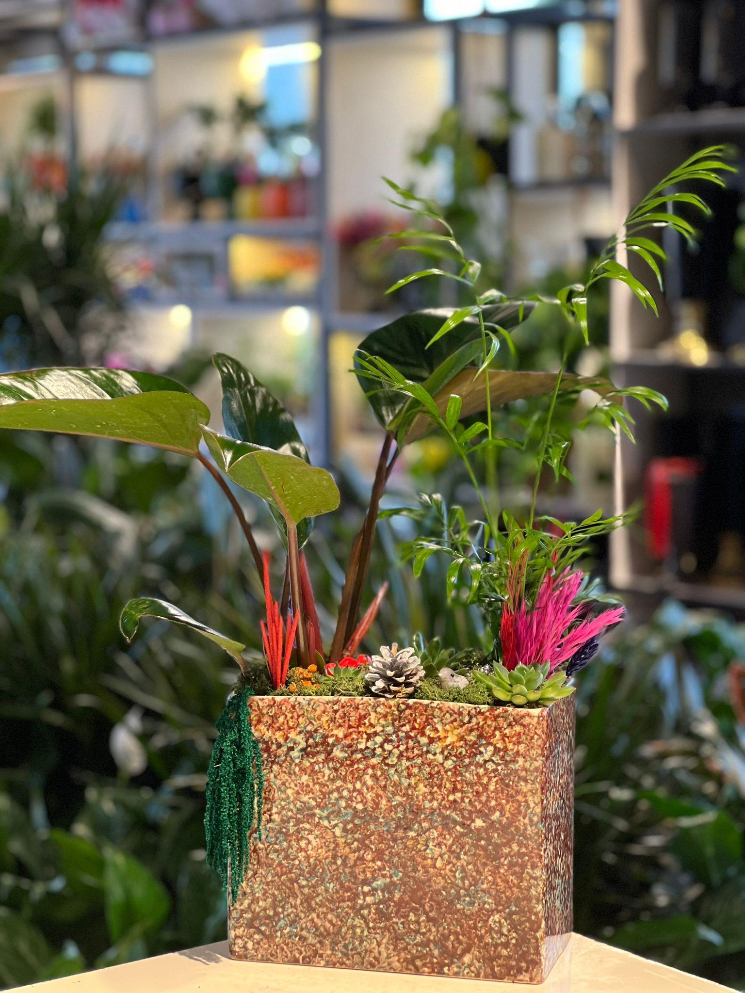 Büyük Desenli Dikdörtgen Seramik Dua Çiçeği Chamaedorea Sukulent