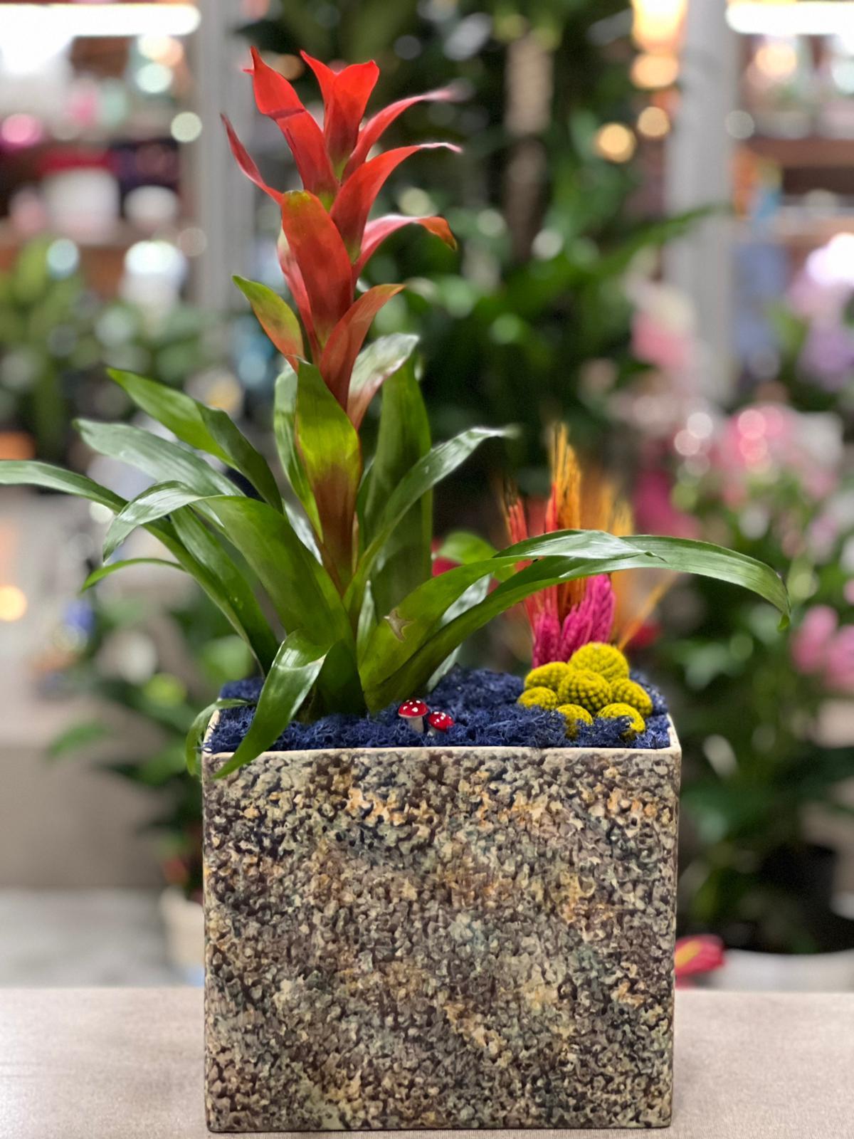 Büyük Dikdörtgen Seramik İthal Kırmızı Guzmania