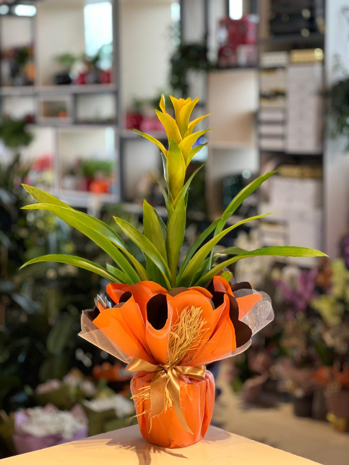 Büyük İthal Sarı Guzmania