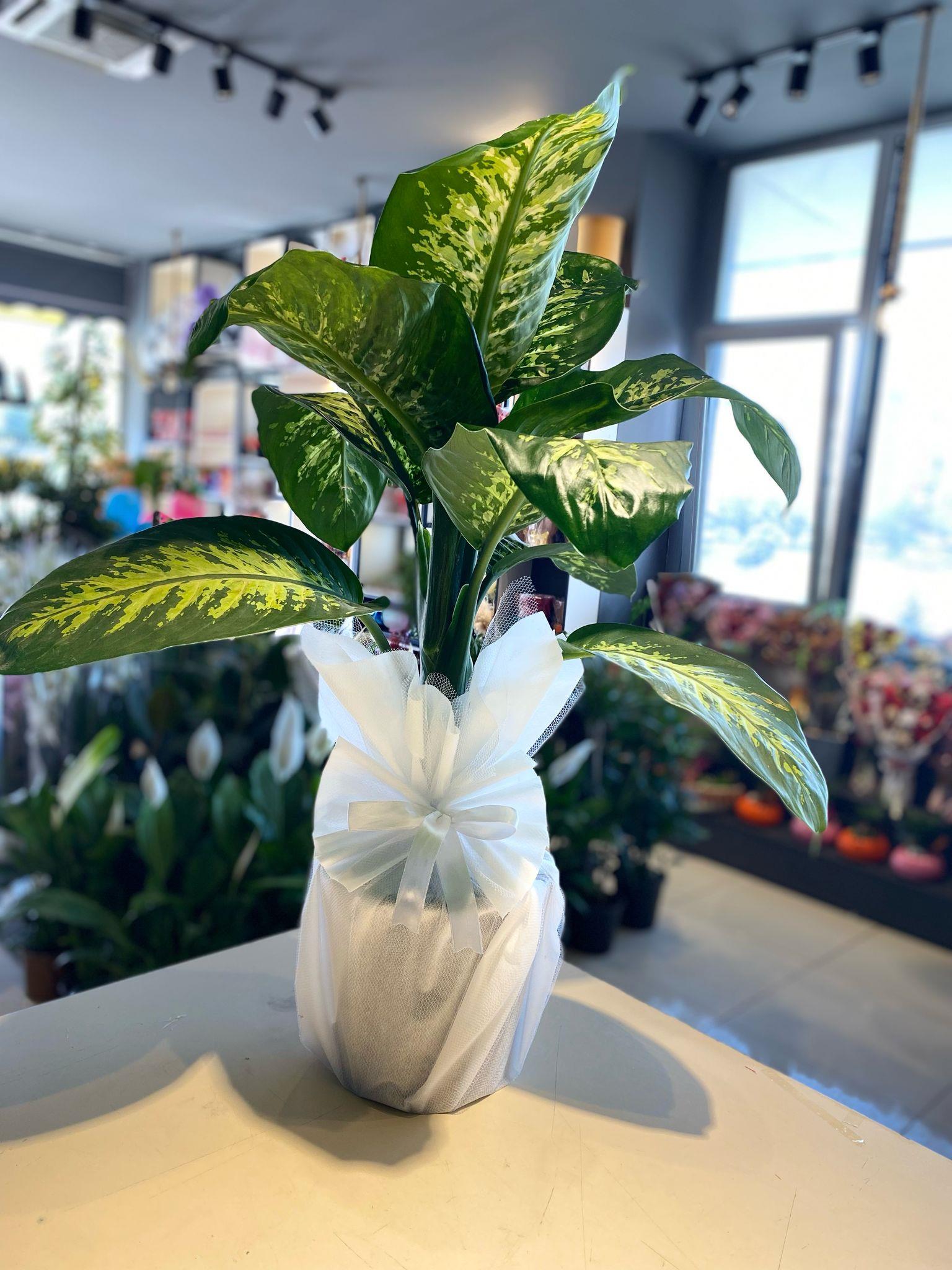 Büyük Tropik Çiçeği