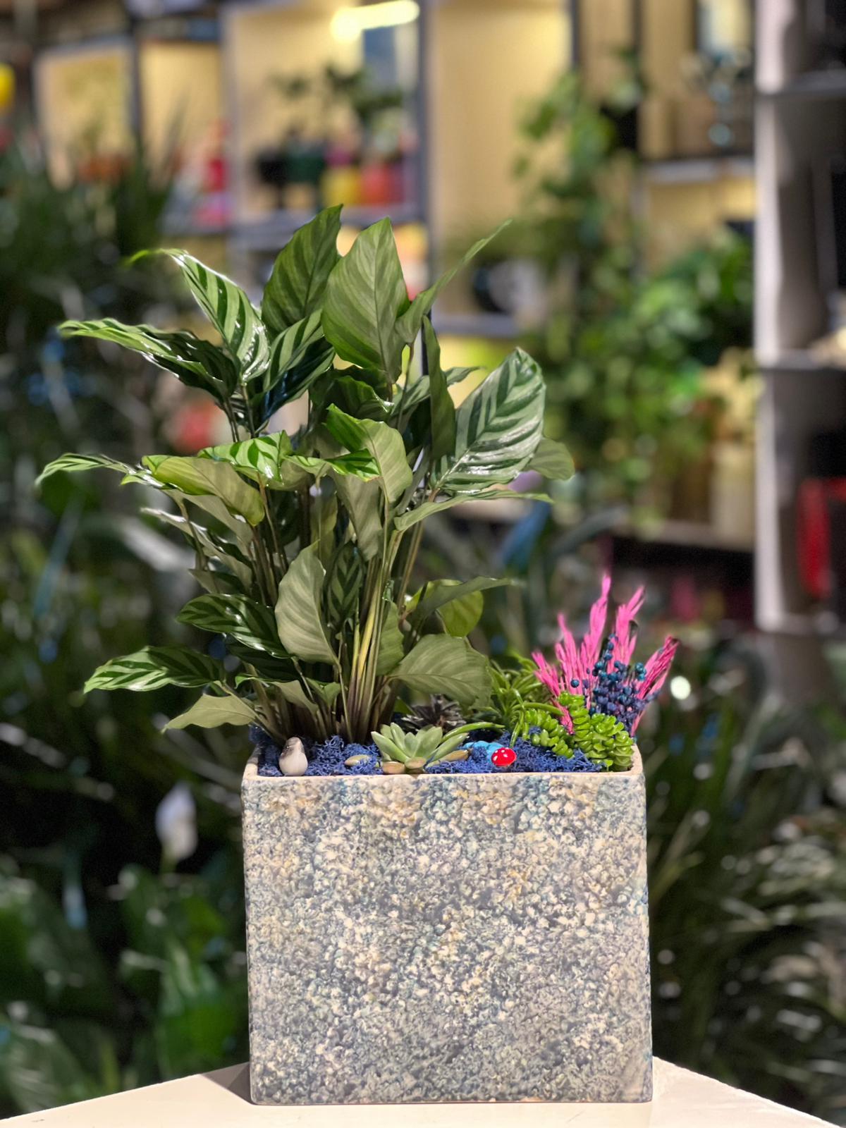 Desenli Büyük Dikdörtgen Seramik Calathea ( Dua Çiçeği ) Sukulent 