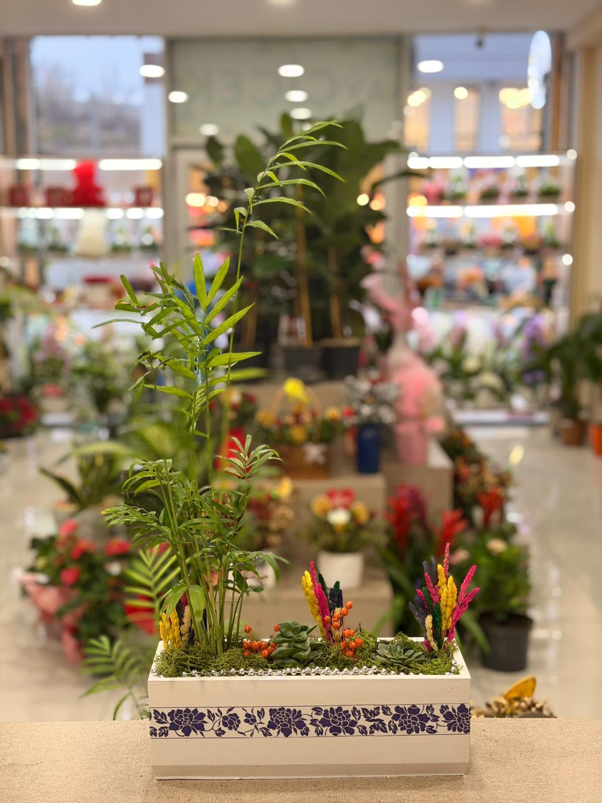 Desenli Dikdörtgen Seramik Chamaedorea Sukulent