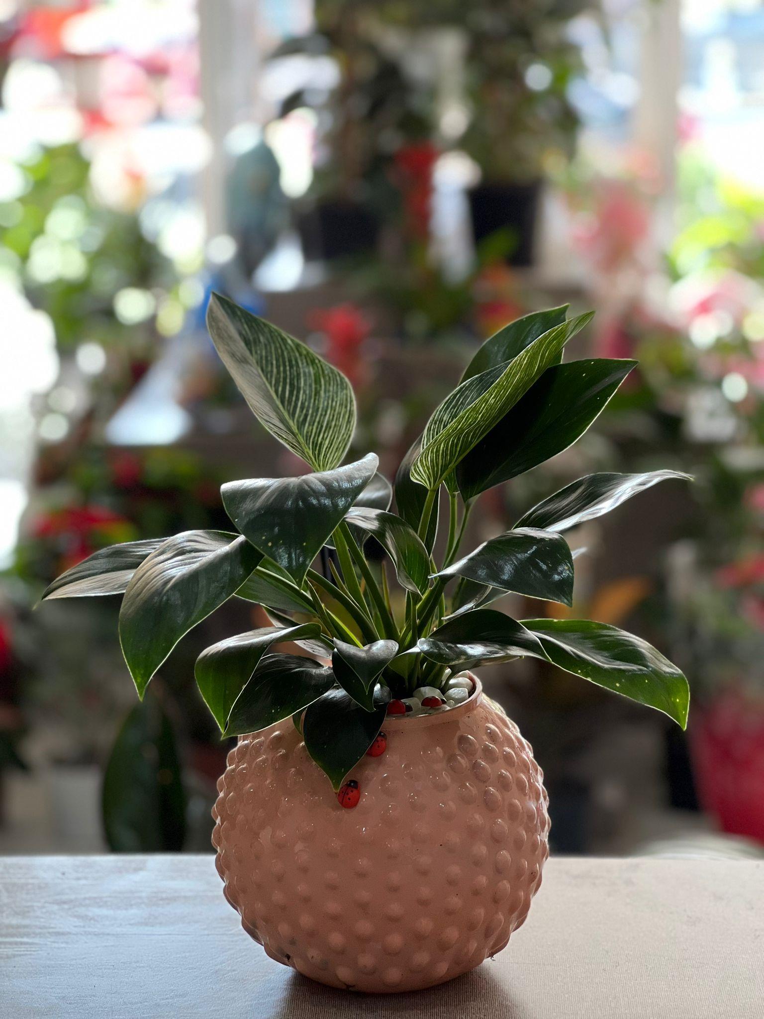 Desenli Seramik Philodendron Birkin