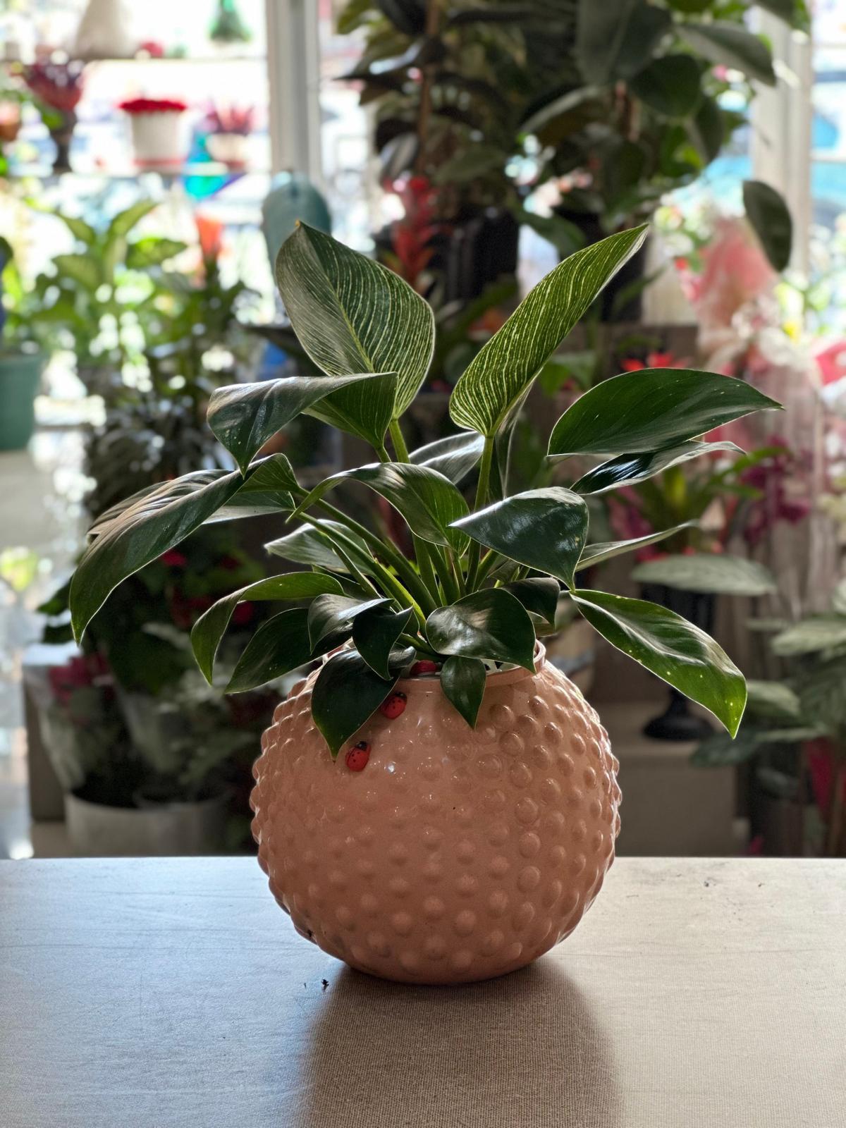 Desenli Yuvarlak Seramik  Philodendron Birkin Uğur Böceği Detaylı