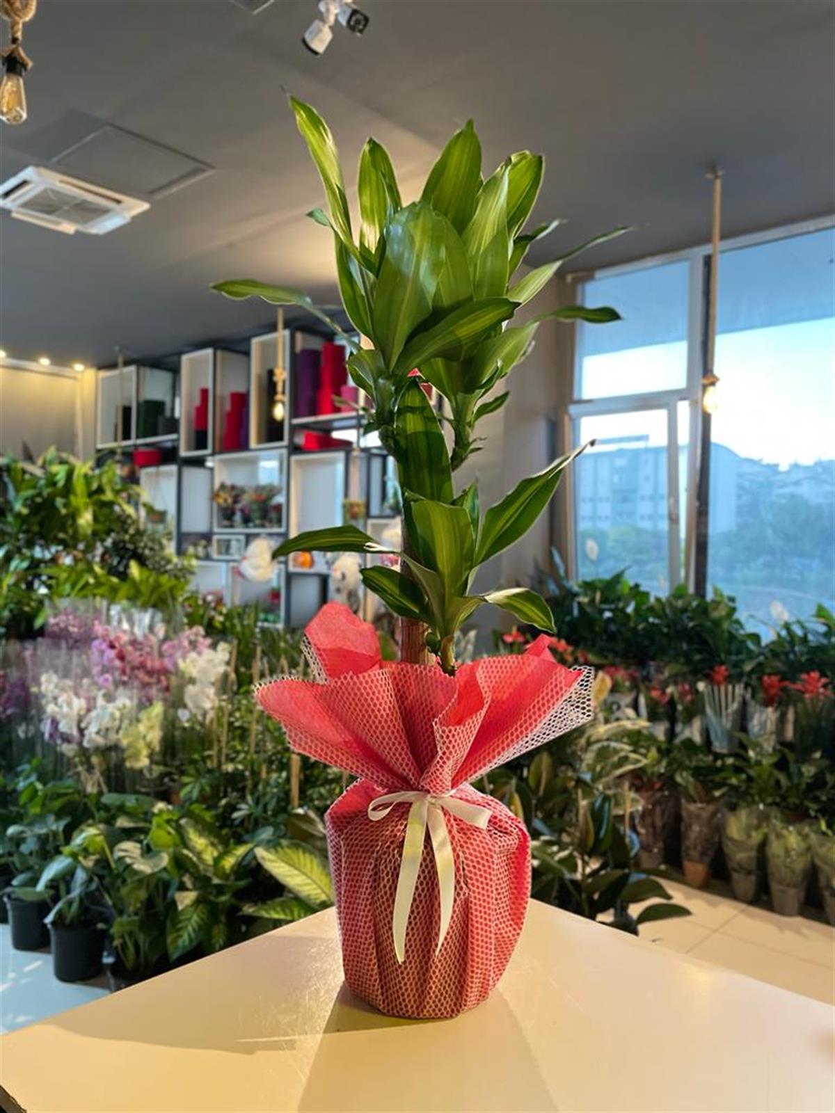 Dracena Messengena 110 Cm