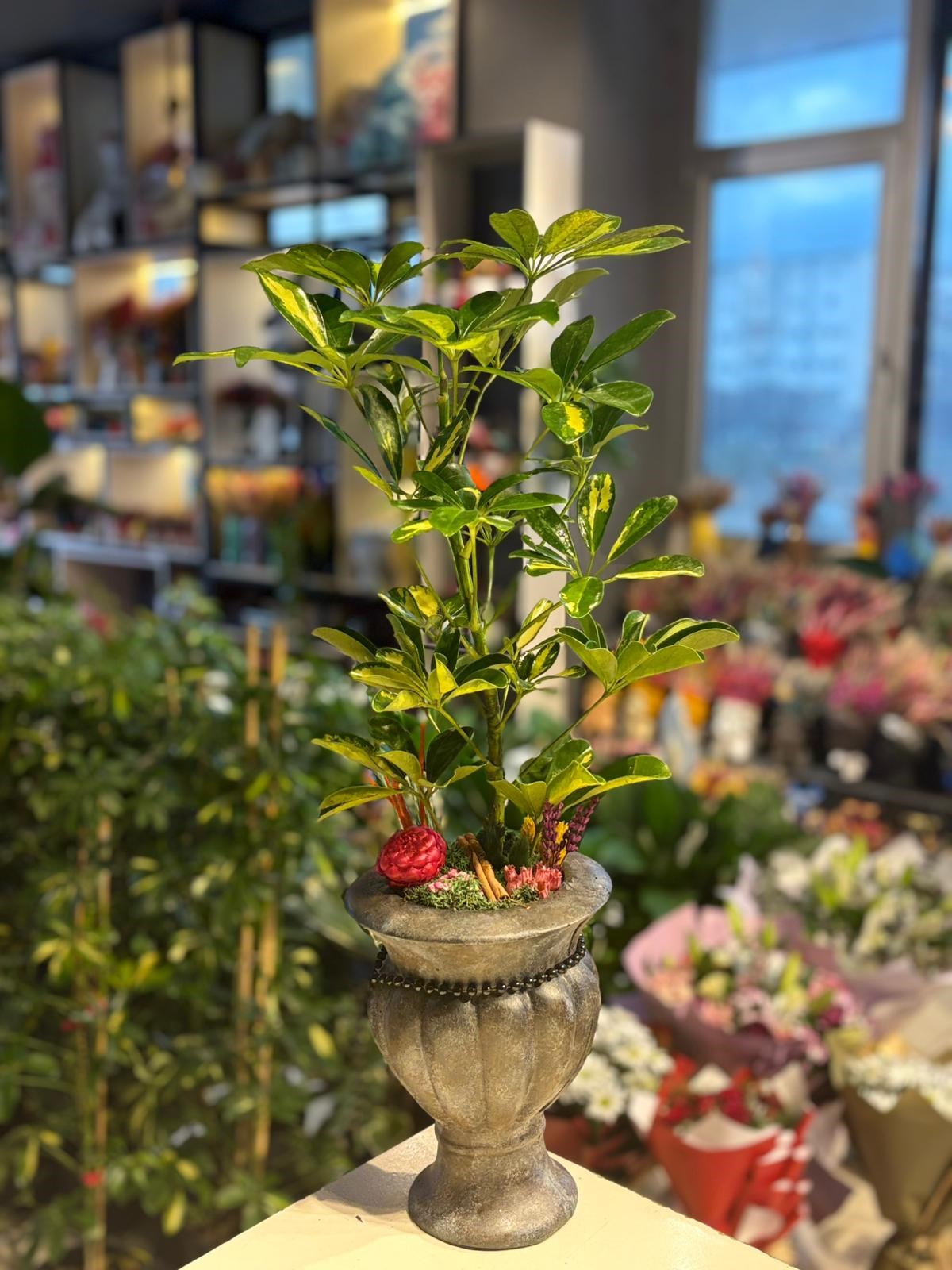 Eskitme Desenli Kupa Seramik Şeflera Siyah İnci Detaylı