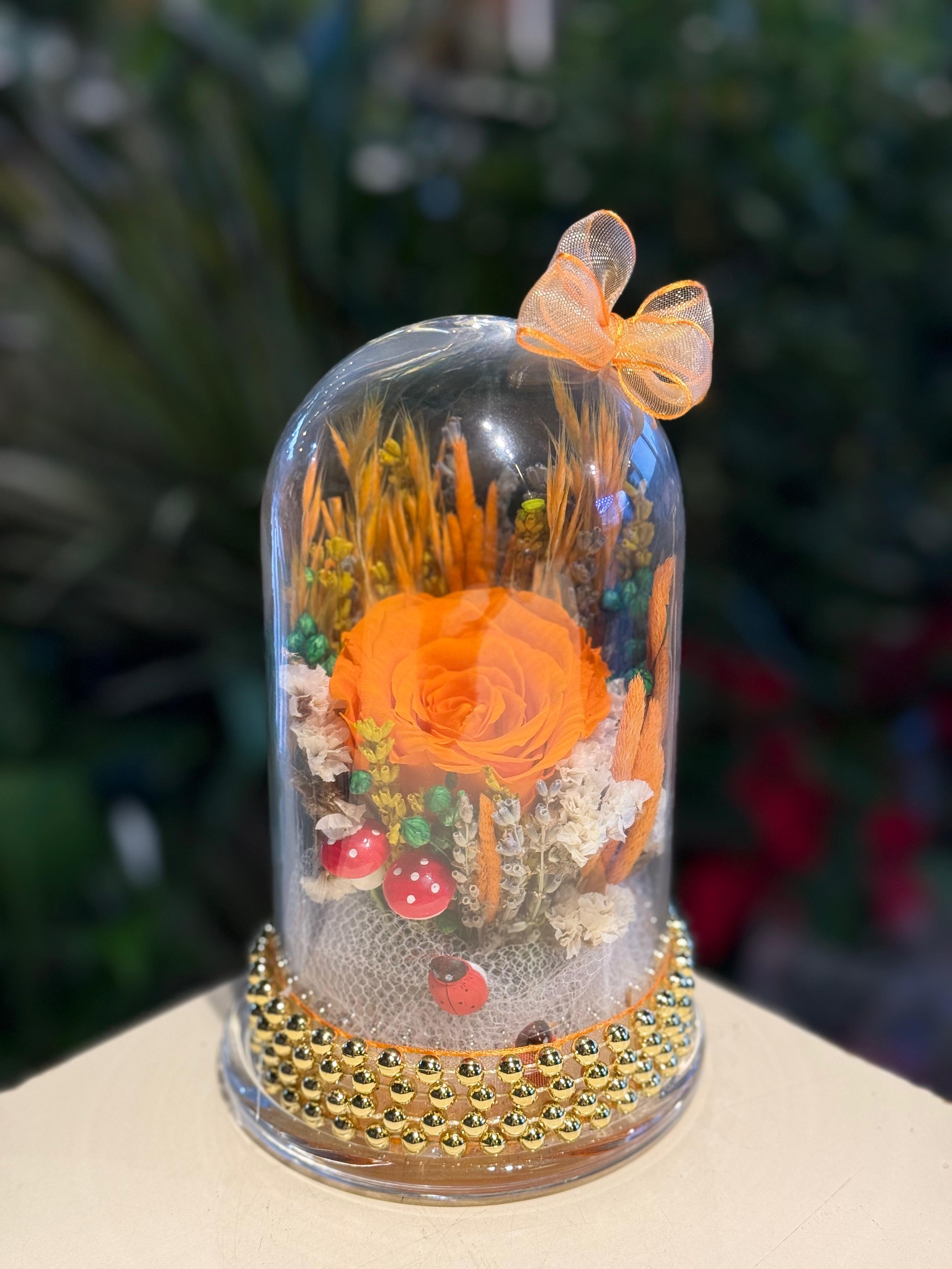 Fanus İçerisinde İthal Şoklanmış Turuncu Gül