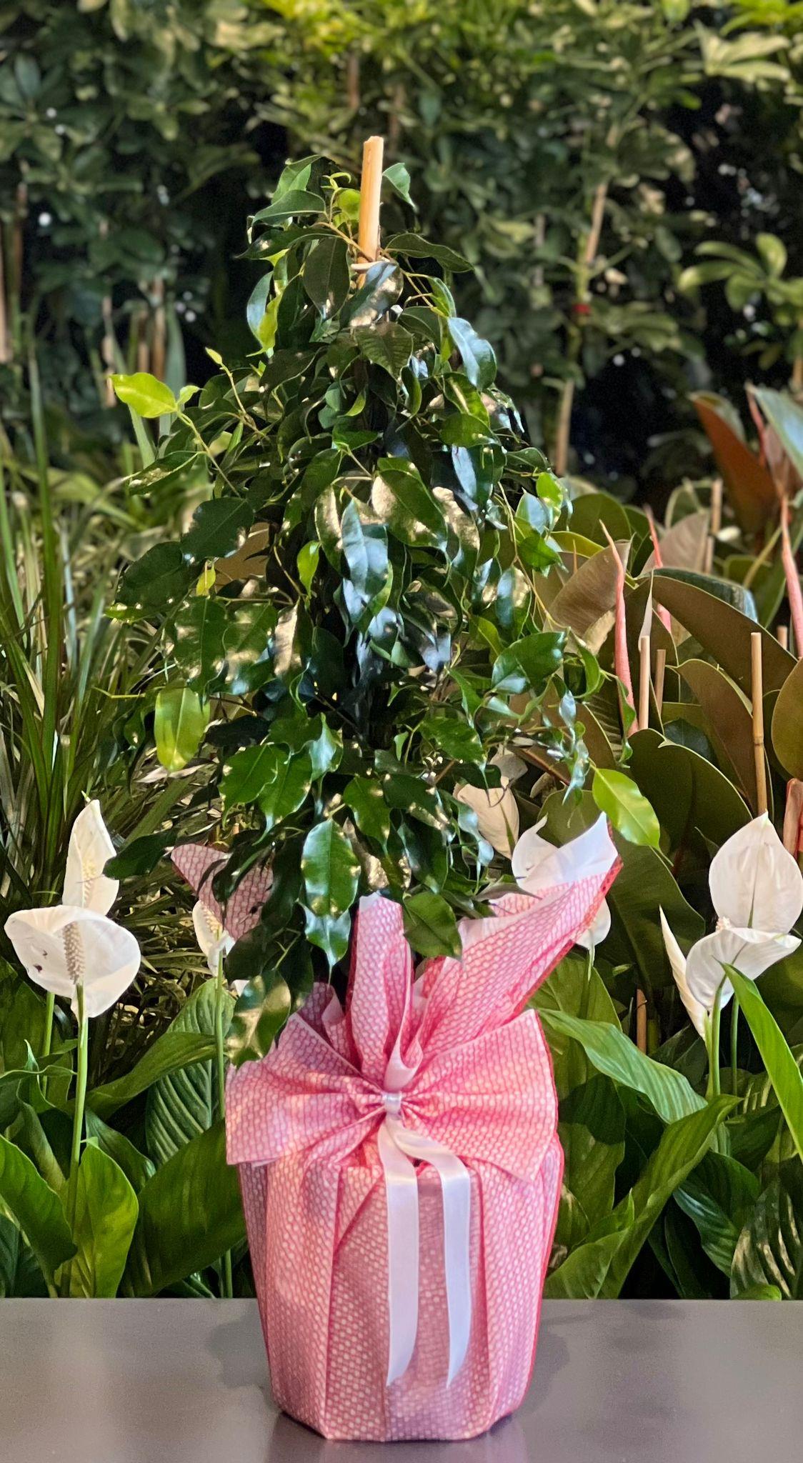 Ficus Benjamin 100 Cm