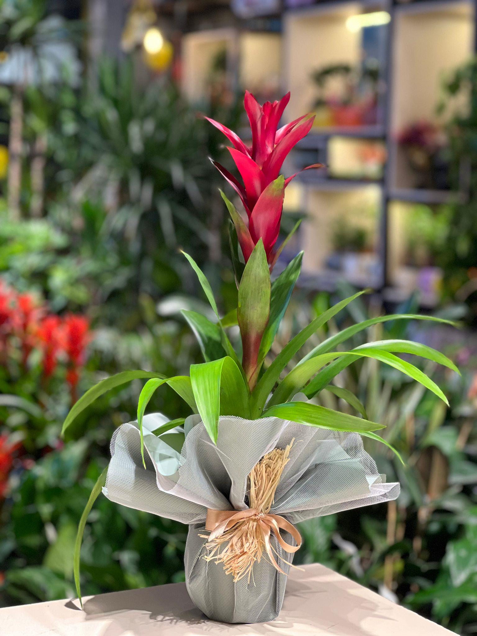 İthal Bordo Guzmania