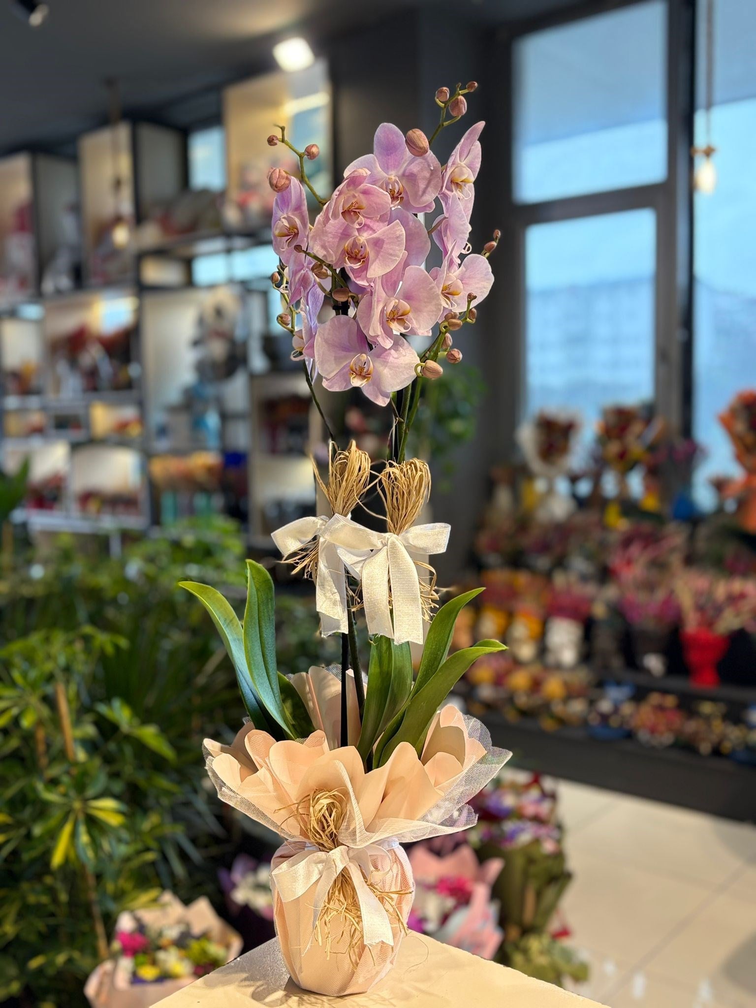 İthal Çift Dallı Açık Pembe Orkide
