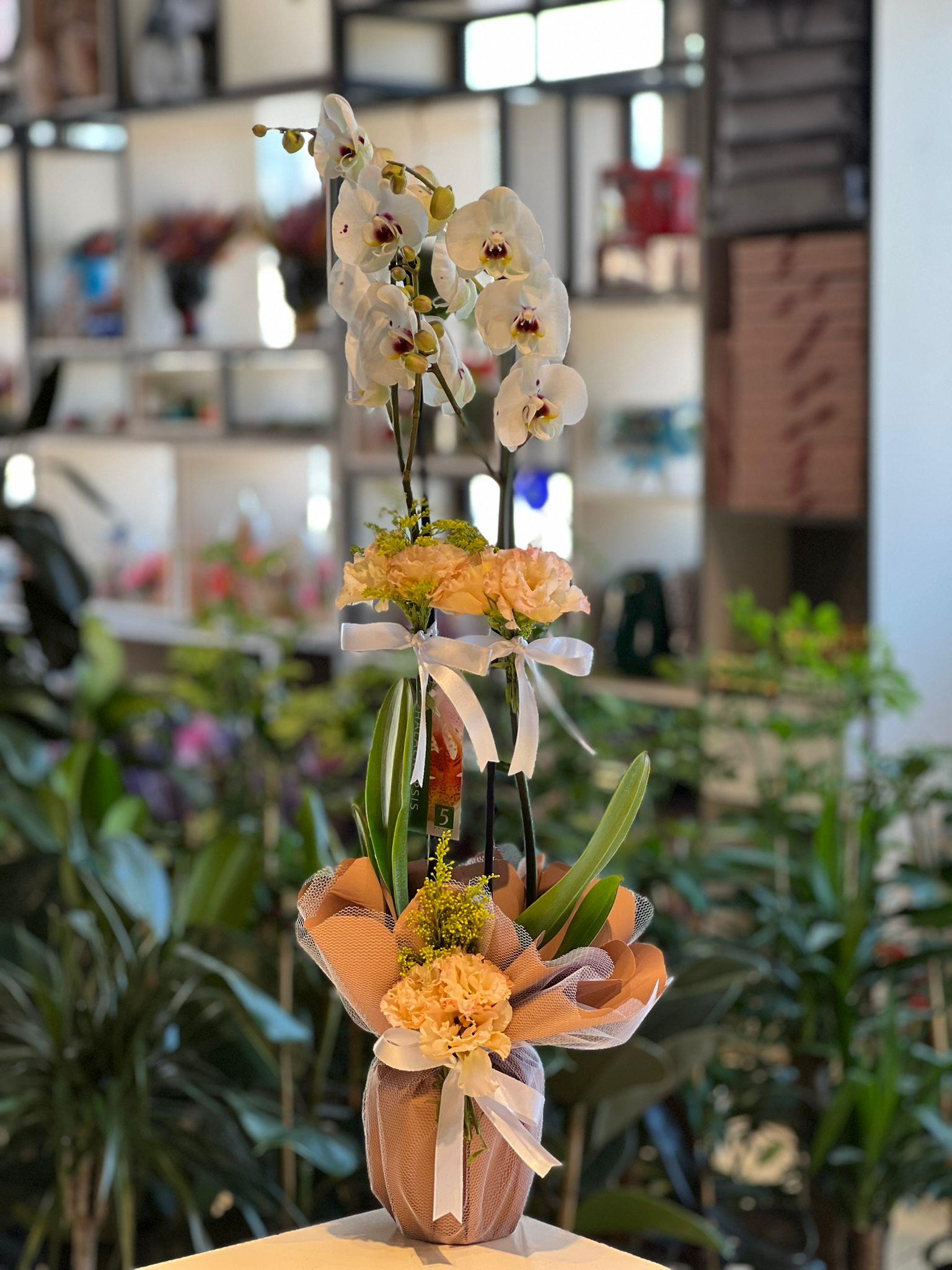 İthal Çift Dallı Beyaz Ortası Desenli Orkide