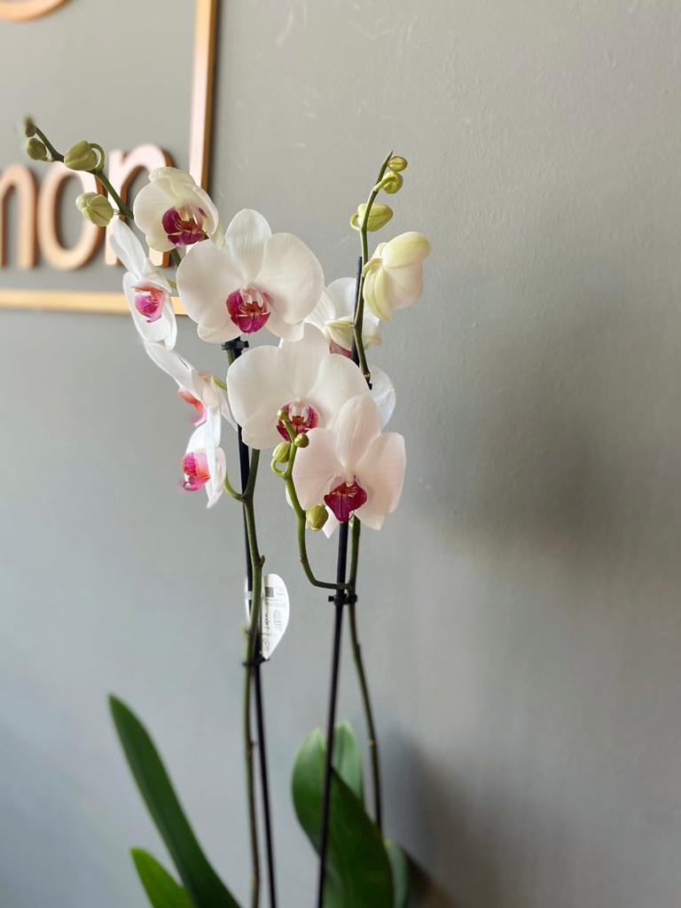 İthal Çift Dallı Beyaz Ortası Mor Orkide
