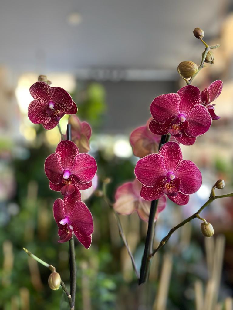 İthal Çift Dallı Bordo Orkide