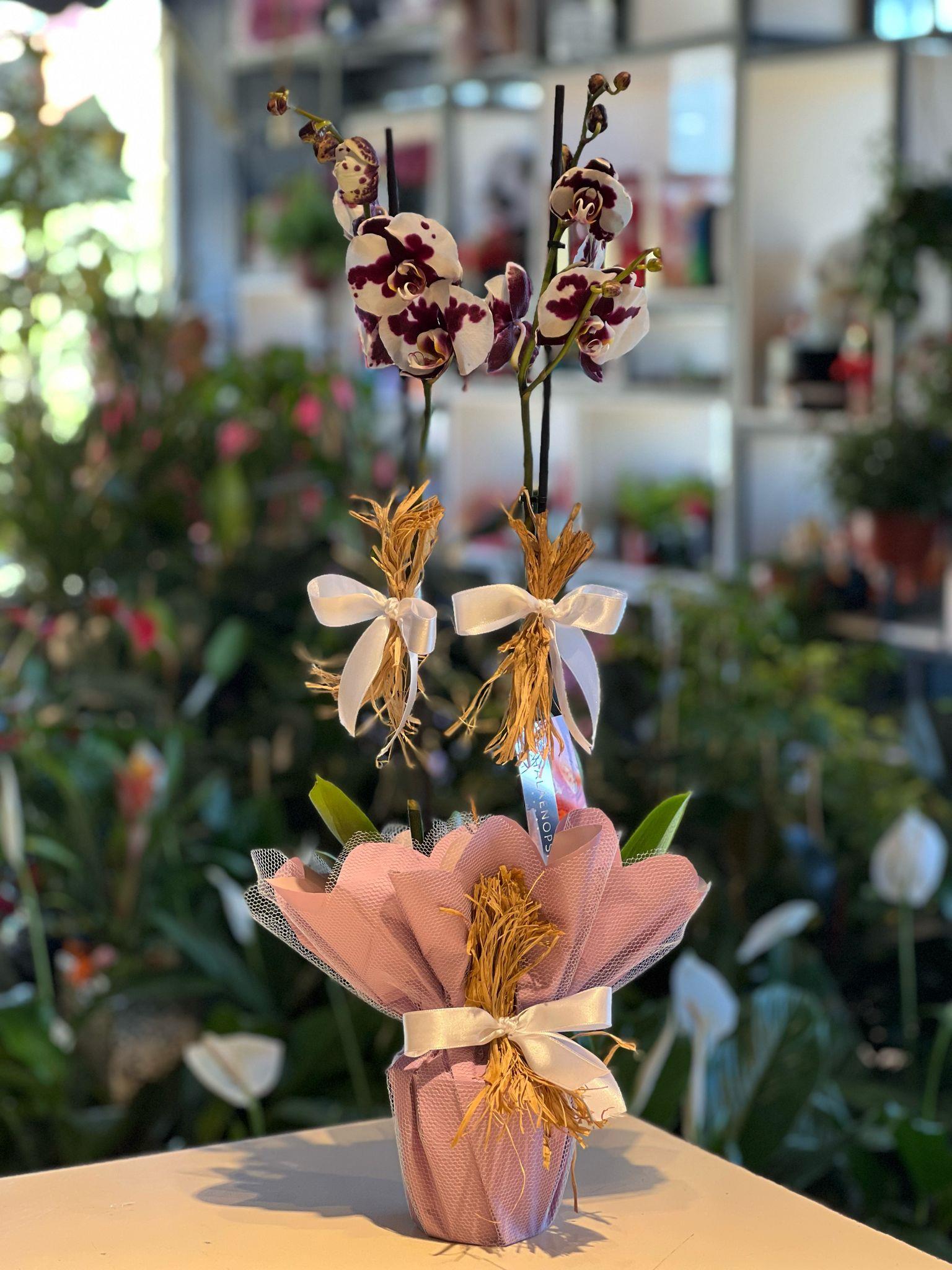 İthal Çift Dallı Mor Benekli Orkide 