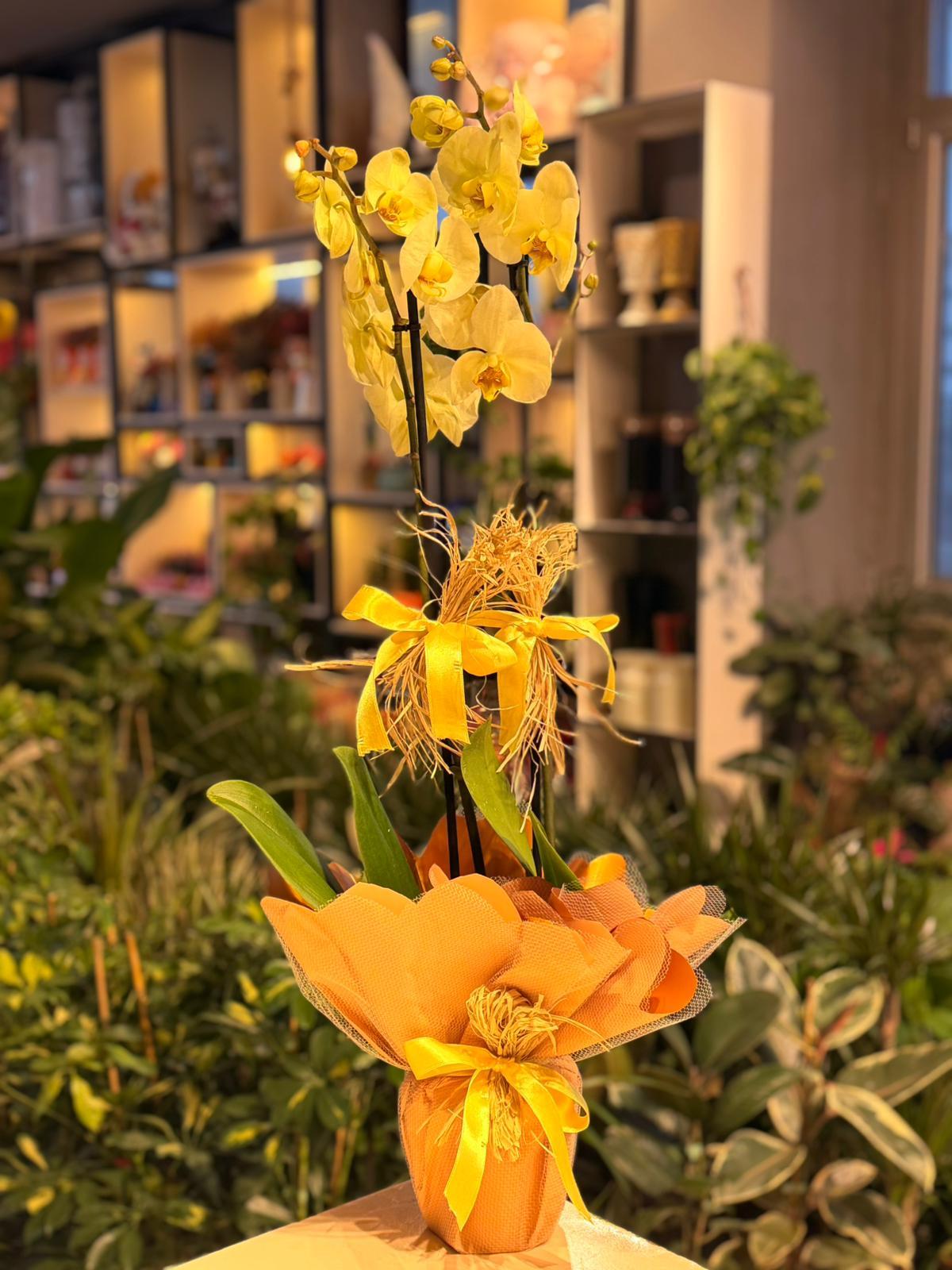 İthal Çift Dallı Sarı Orkide