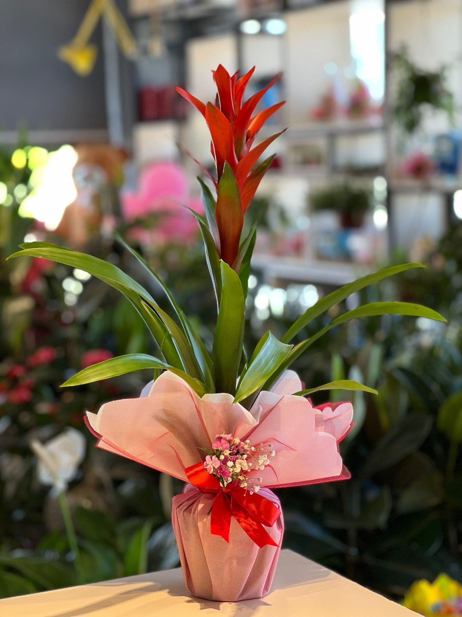 İthal Kırmızı GuzmaniaFark Yaratan Çiçeklerkastamonu çiçek, kastamonu çiçekçi, kastamonu çiçek gönder, kastamonu aynı gün çiçek, kastamonu online çiçek, kastamonu araba süsleme, kastamonu çikolata çiçek, kastamonu çiçekçi nerede, kastamonu çiçek sipariş,  Büyük İthal Kırmızı Guzmania