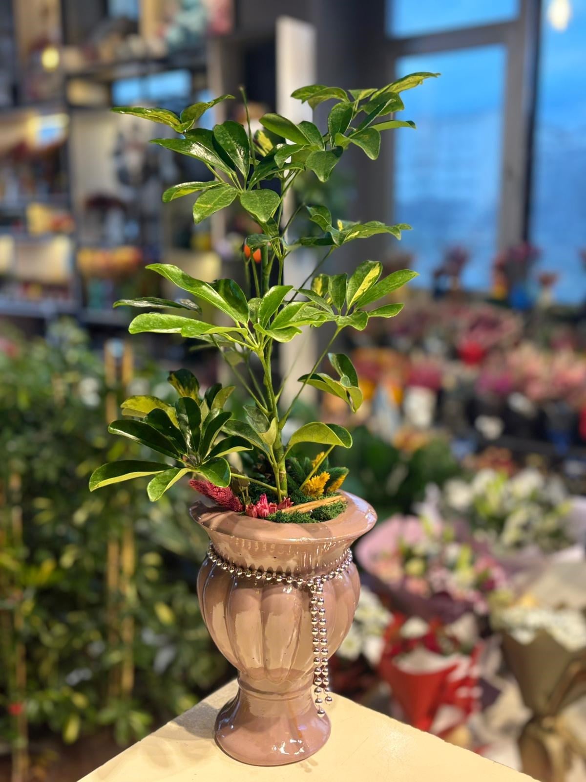 Kupa Seramik İçerisinde Şeflera İnci Detaylı