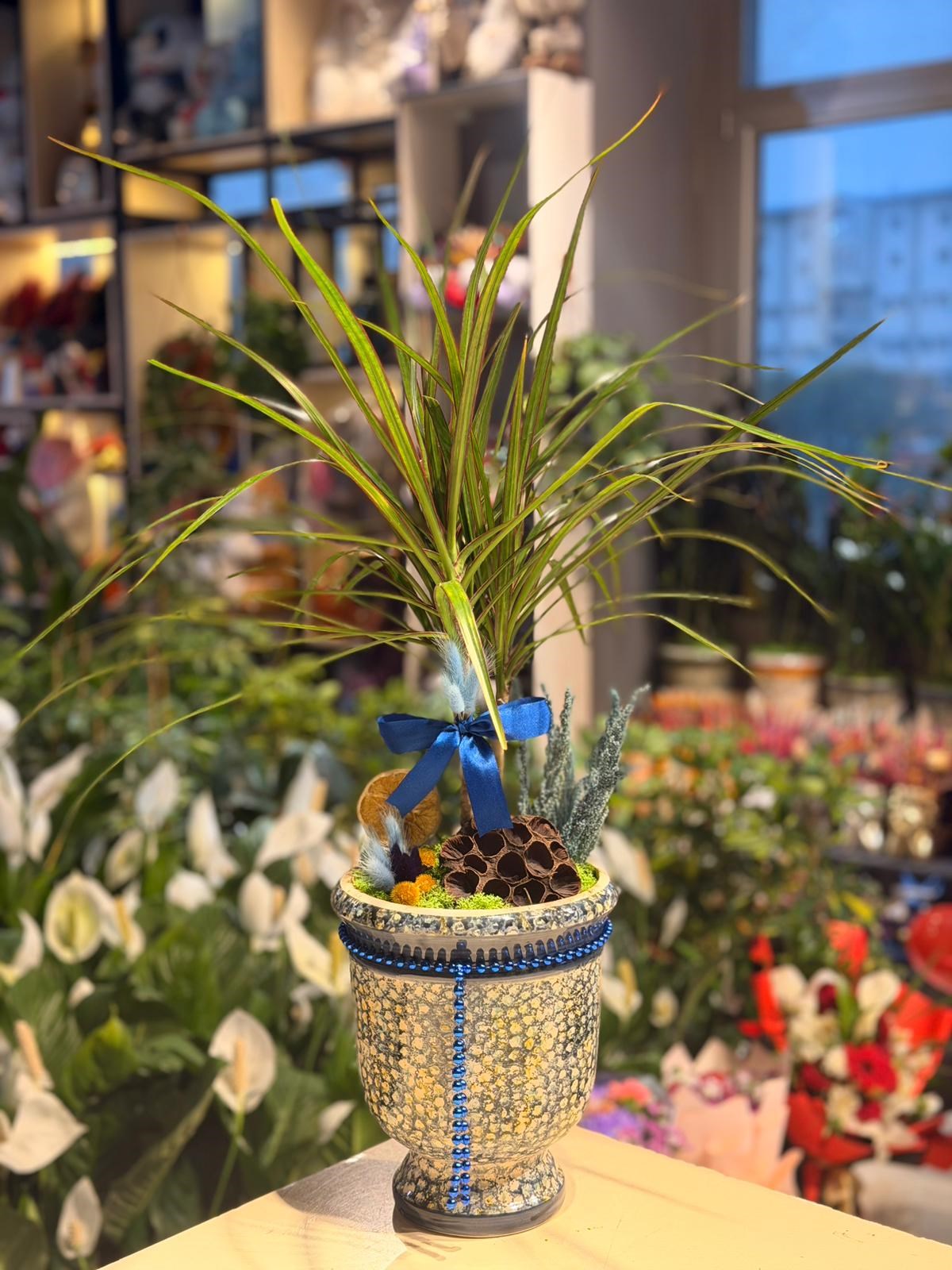Mavi Desenli Seramik  Dracaena Marginata Mavi İnci Detaylı