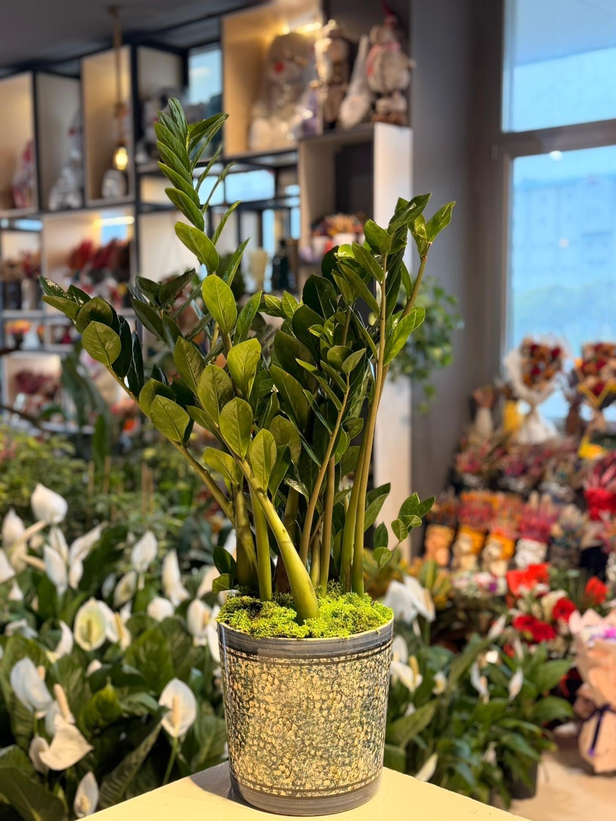 Mavi Desenli Seramik Zamia Çiçeği 110 Cm