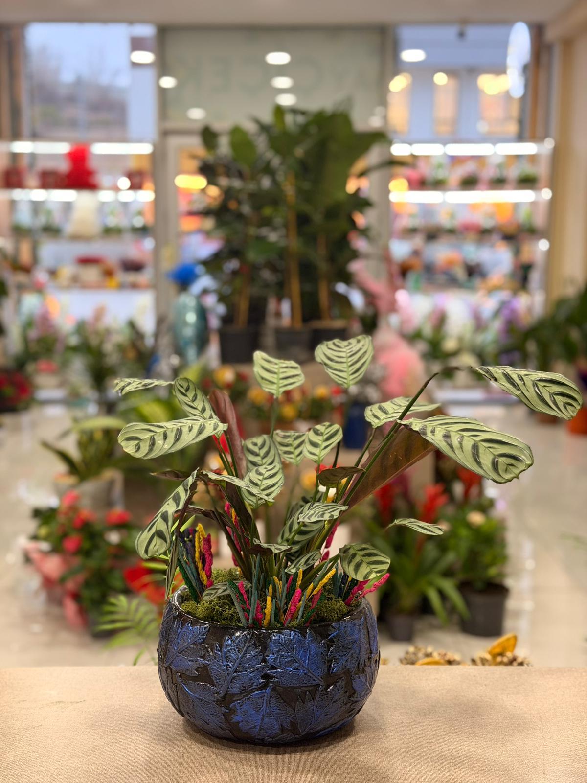 Mavi Desenli Yuvarlak Seramik Calathea ( Dua Çiçeği )