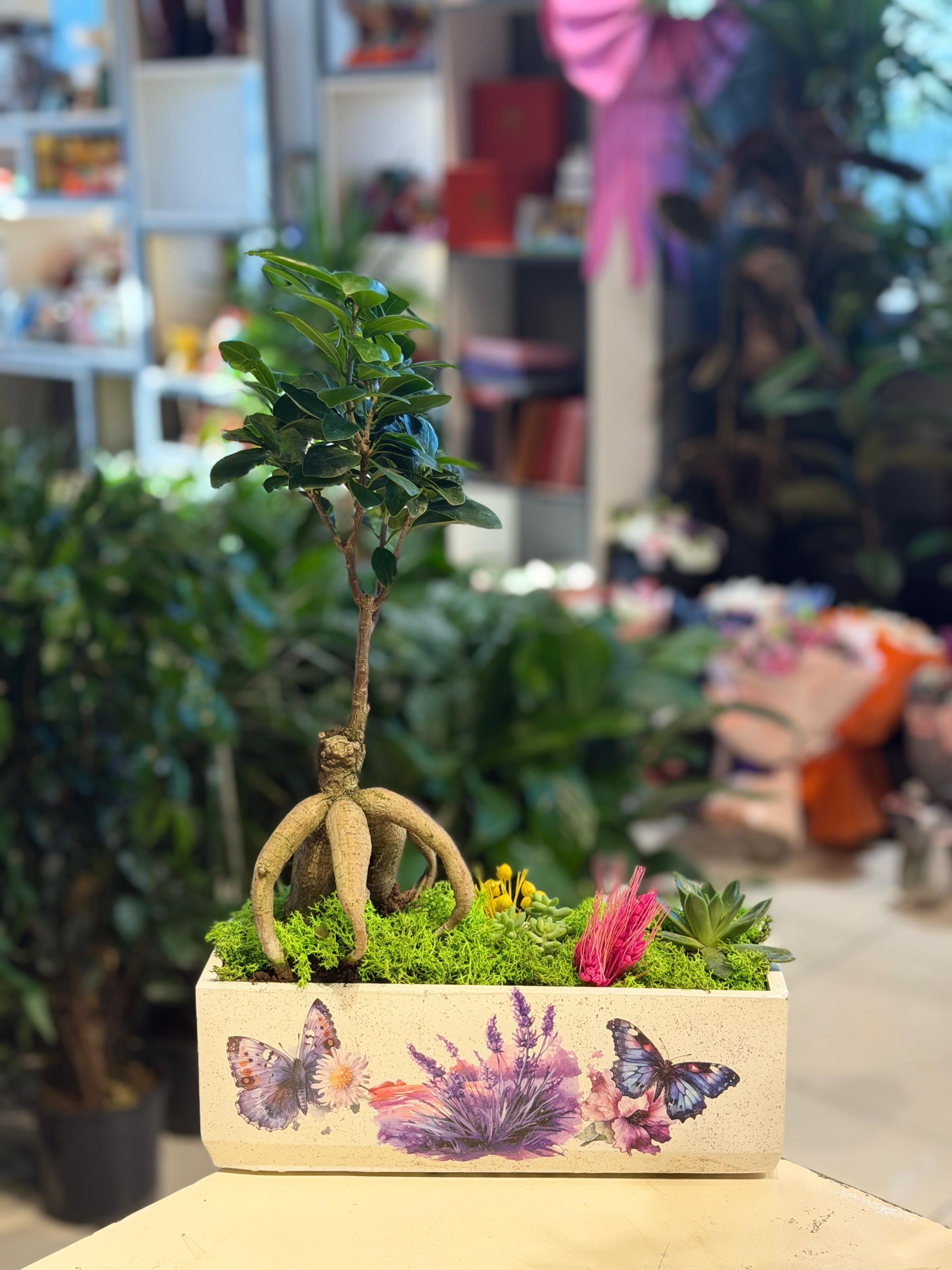 Mor Kelebek Desenli Seramik İçerisinde Bonsai Sukulent Aranjmanı