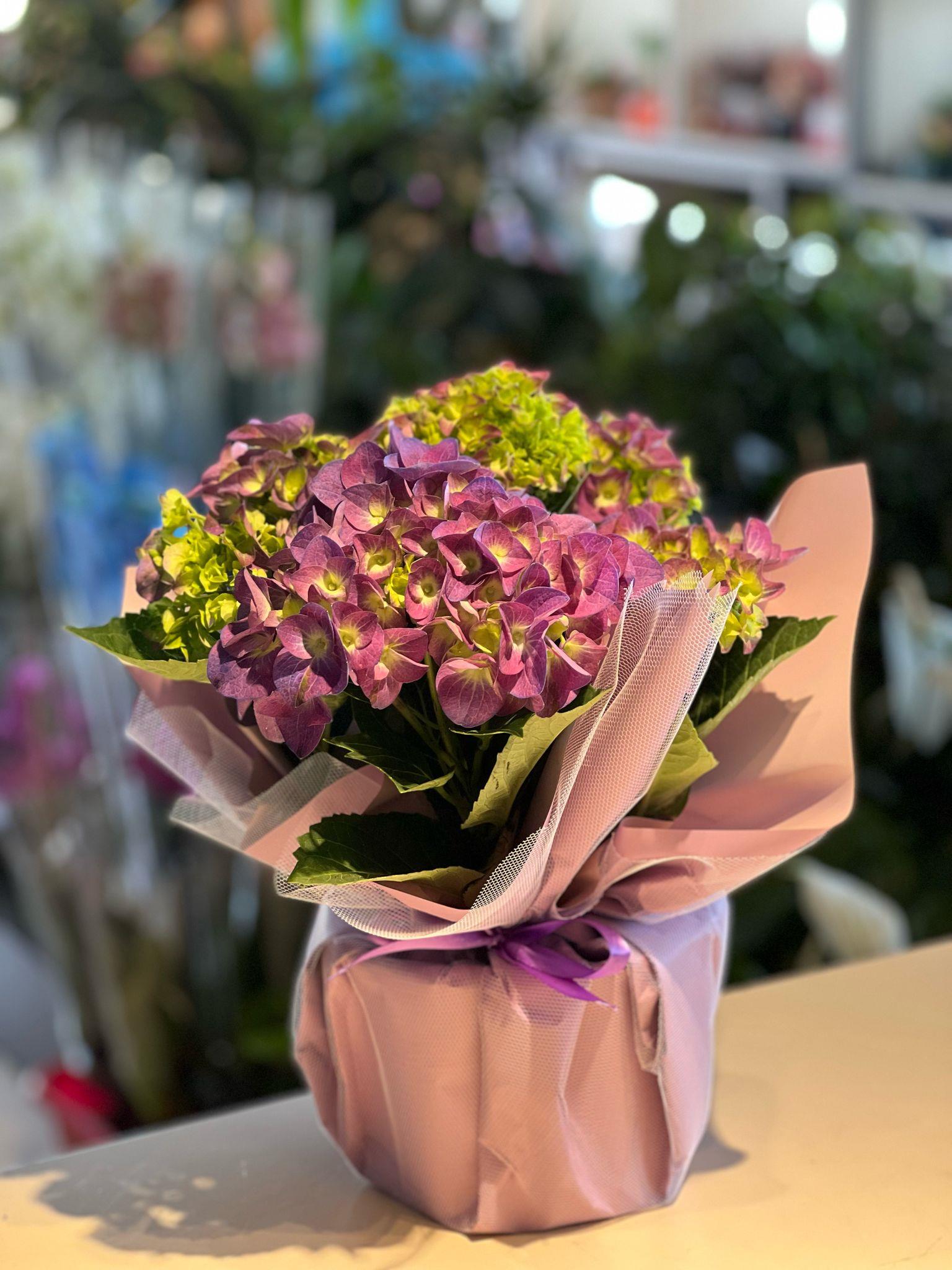 Mor Ortanca Çiçeği 