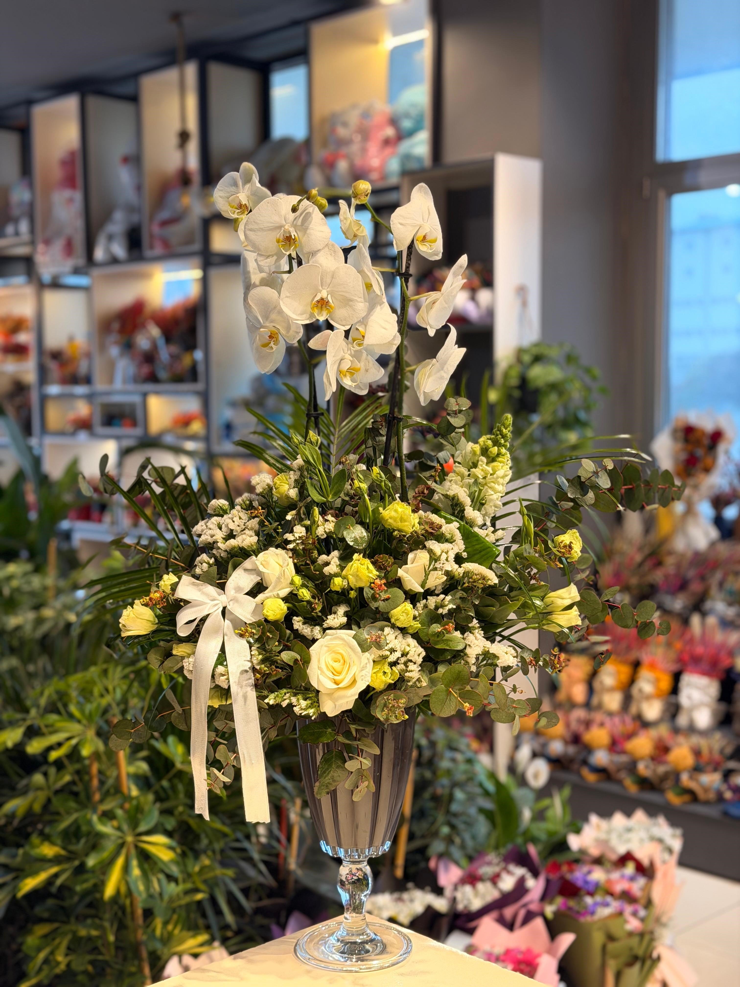 Premium Vazo İçerisinde İthal Çift Dallı Beyaz Orkide Aranjmanı