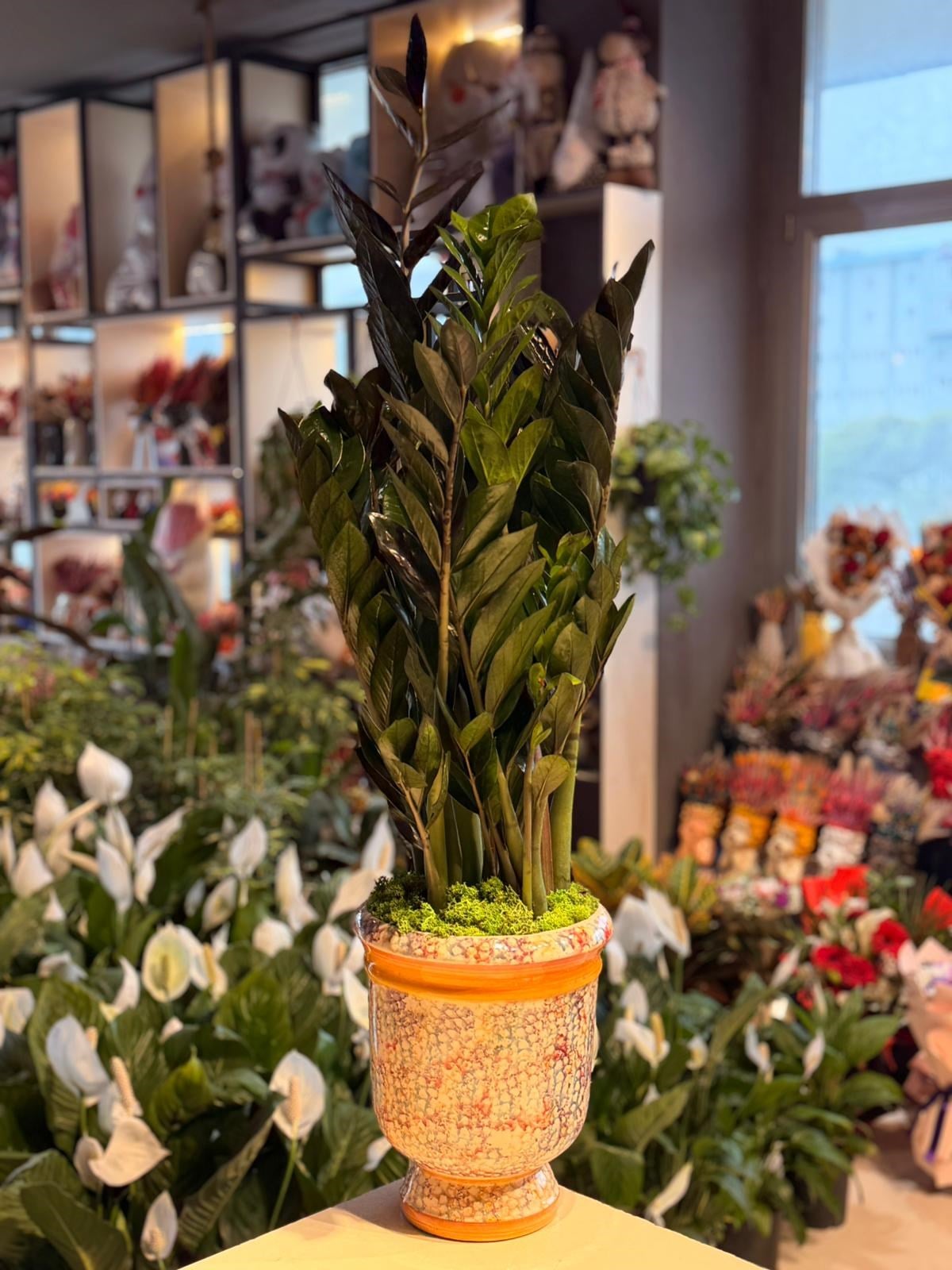 Renkli Ayaklı Seramik Zamia Çiçeği 110 Cm