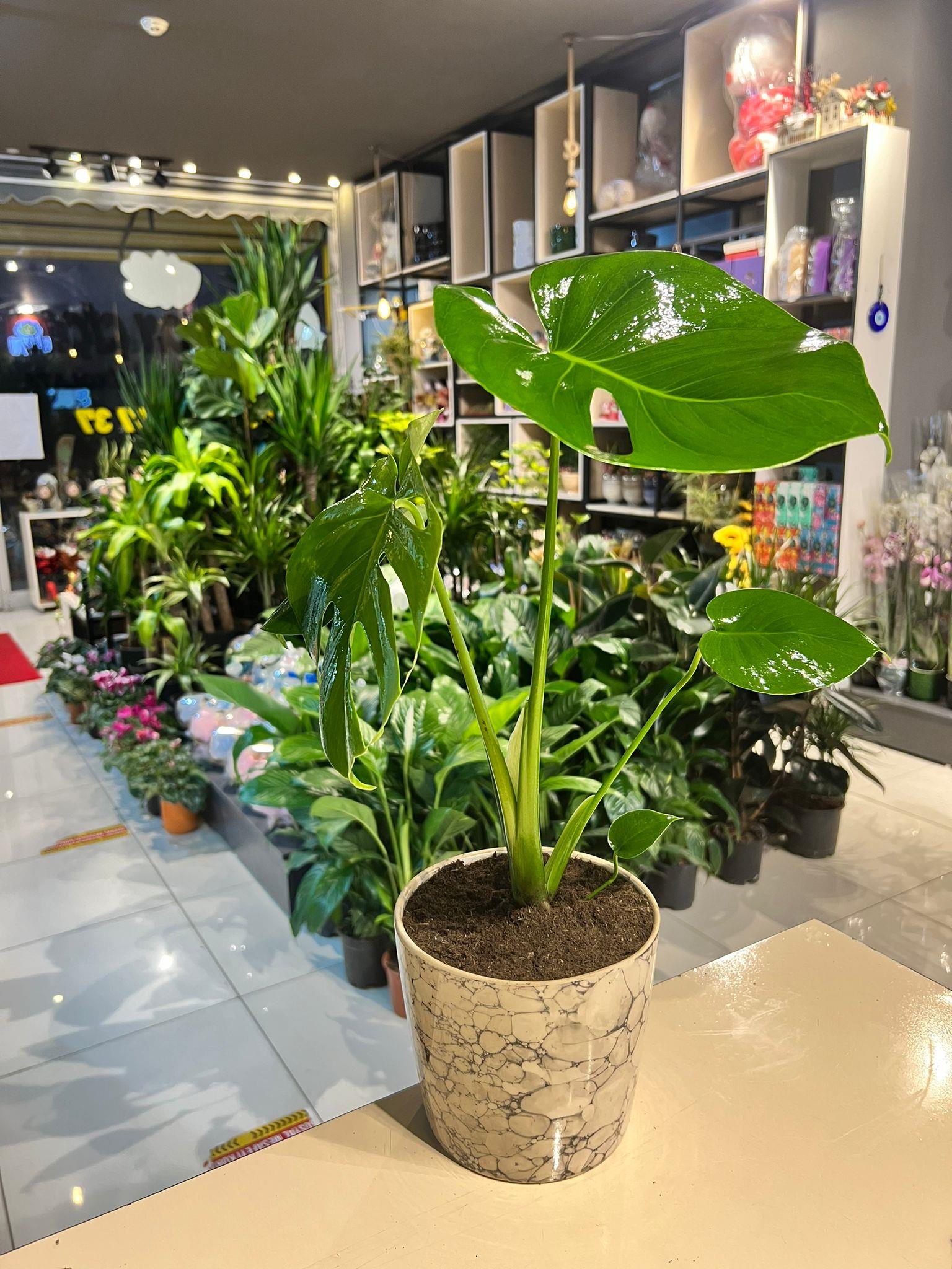 philodendron black cardinal kaufen Philodendron Black Cardinal  Nightshade Botanicals
