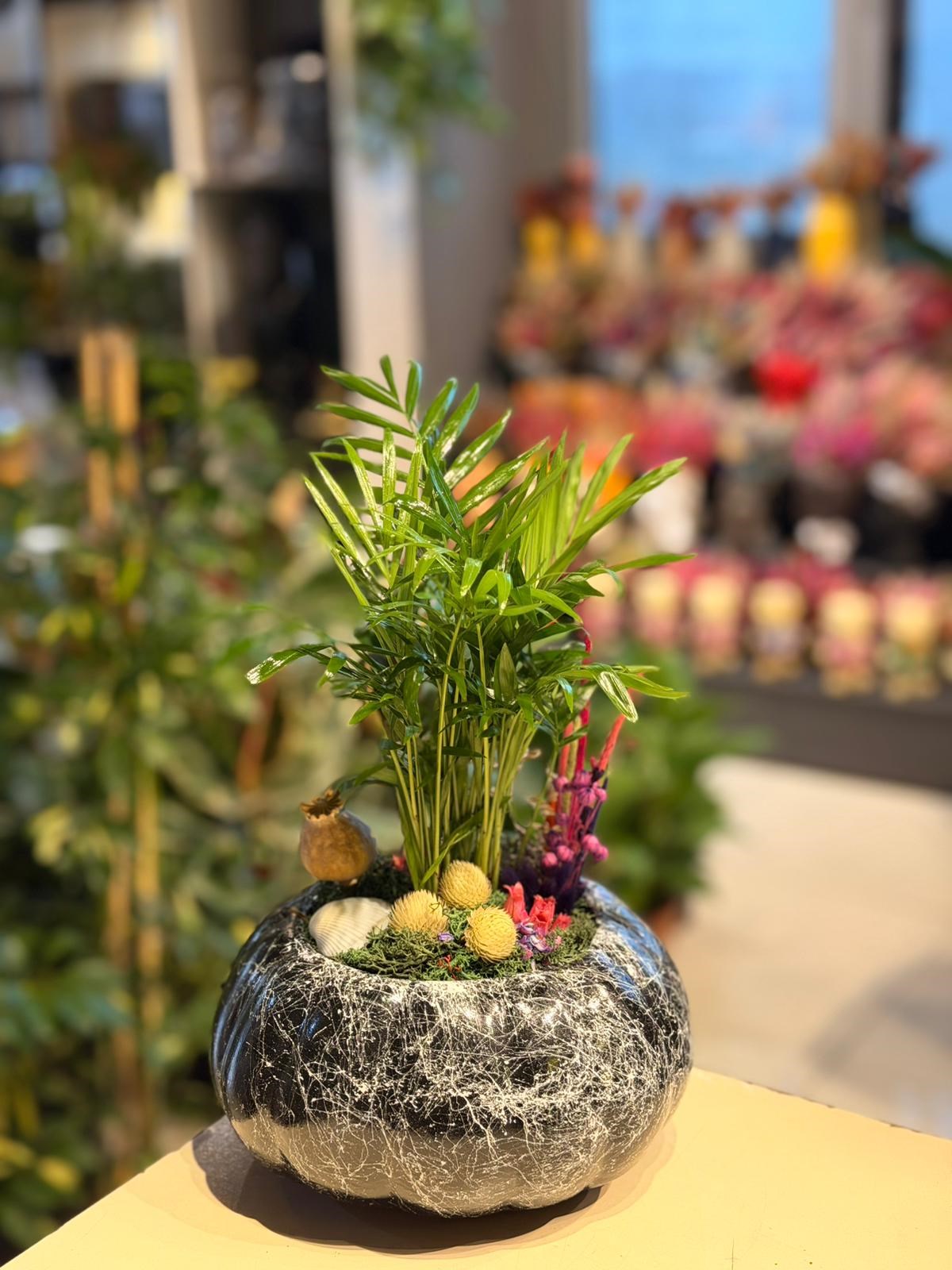 Siyah Beyaz Desenli Kabak Seramik Chamaedorea  Sarı Kuru Çiçek Detaylı