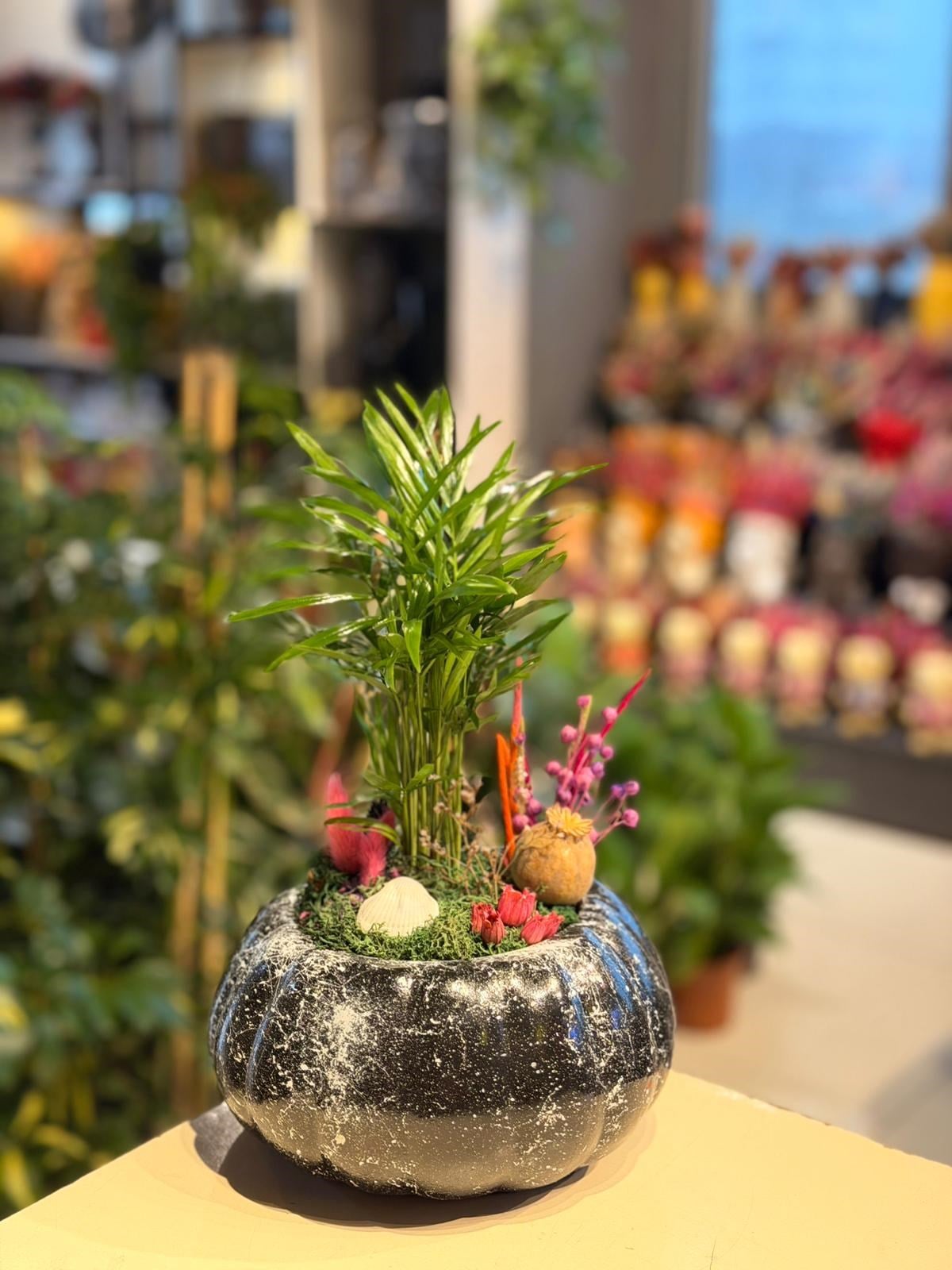 Siyah Beyaz Desenli Kabak Seramik Chamaedorea Kırmızı Kuru Çiçek Detaylı