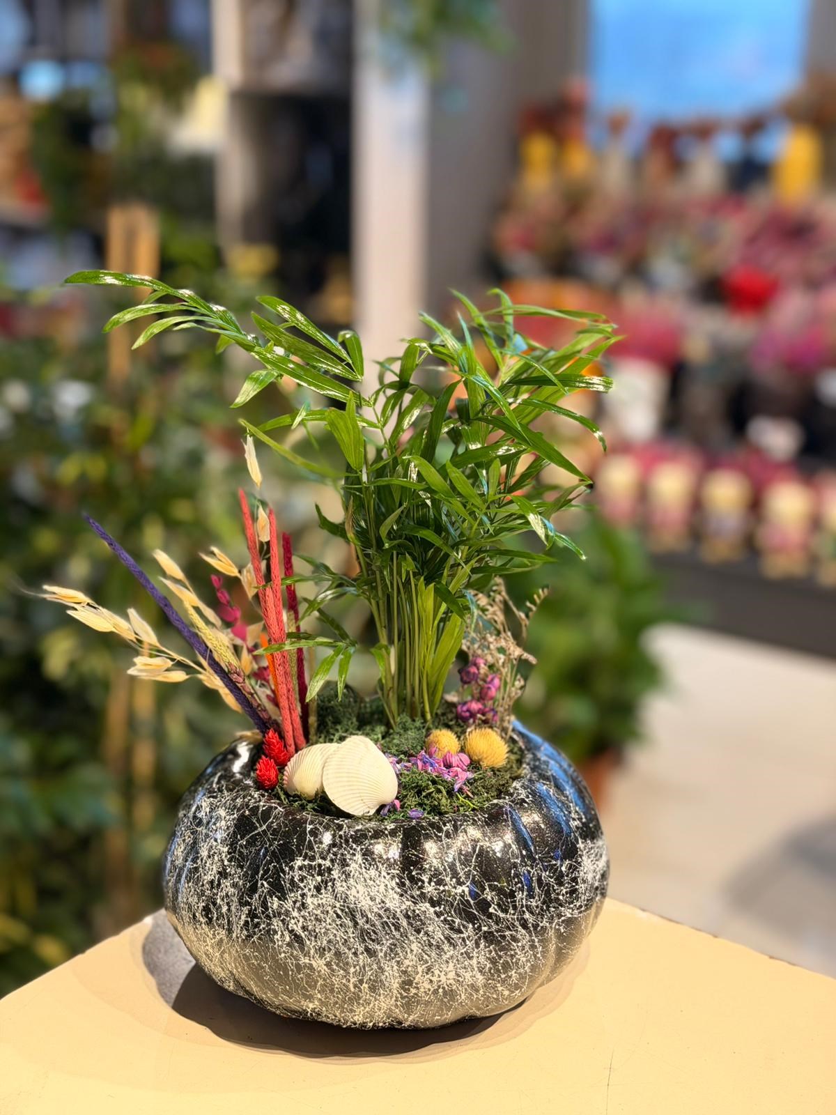 Siyah Beyaz Desenli Kabak Seramik Chamaedorea Deniz Kabuğu Detaylı 